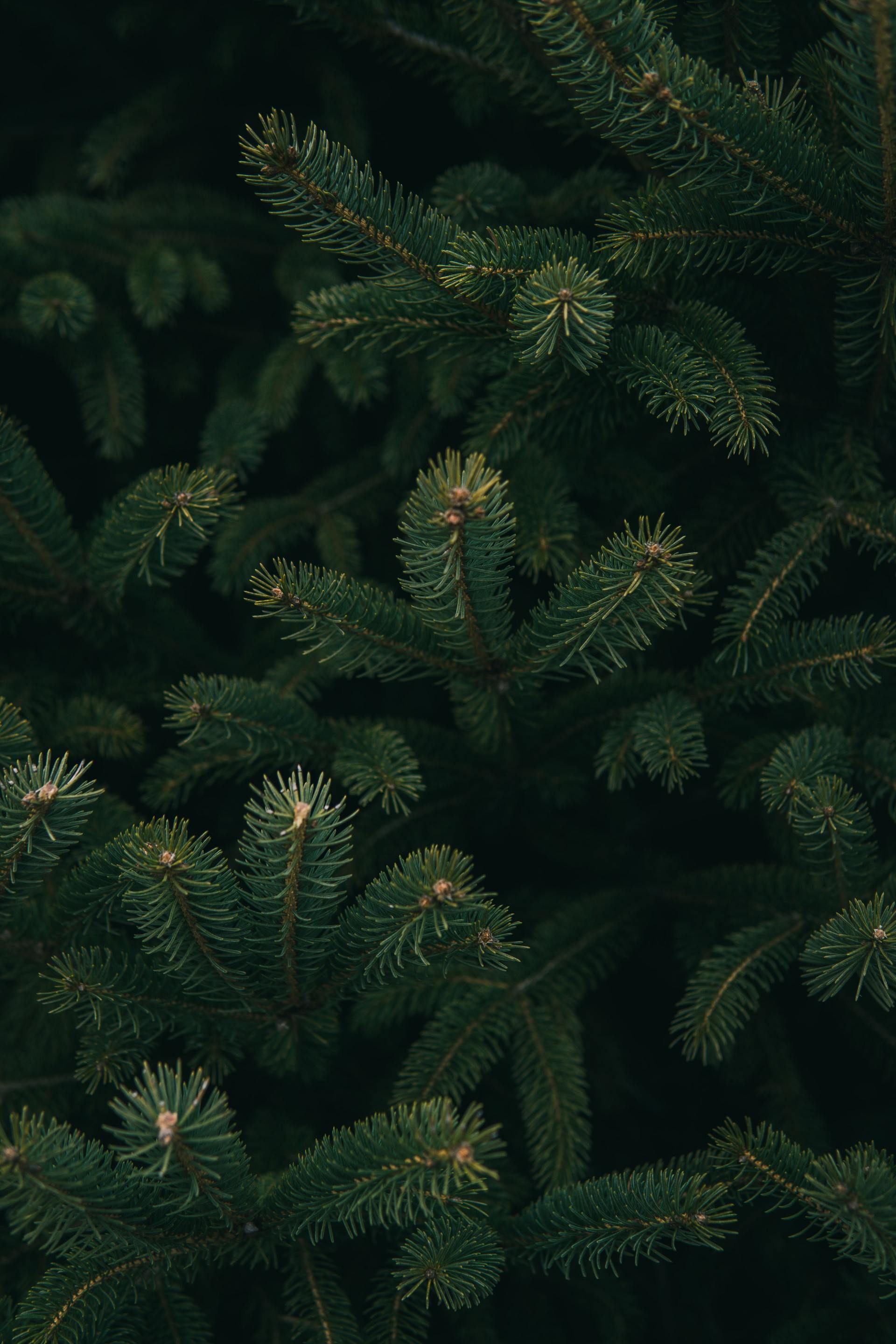 A close up of the branches of a christmas tree.