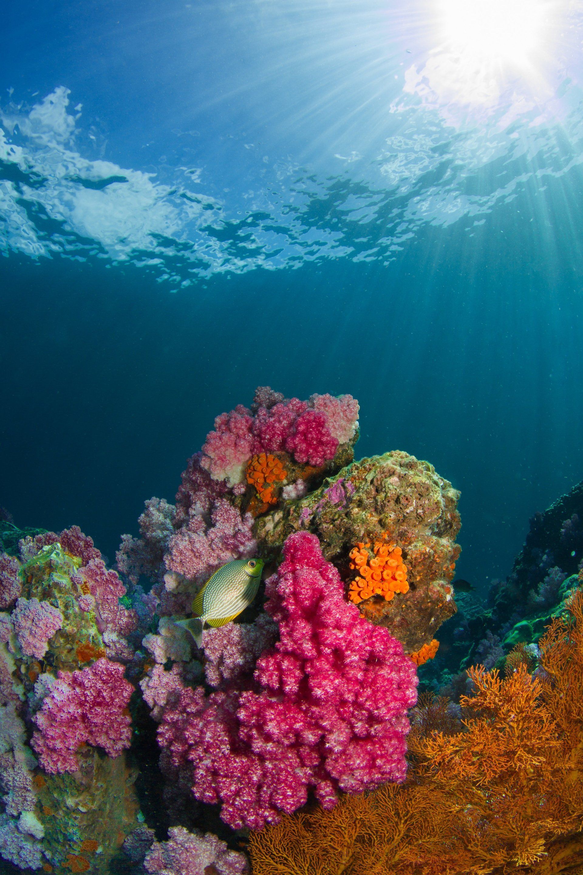 Vibrant coral reef underwater. Bright pink, orange, and green corals with sunlight filtering through the water.