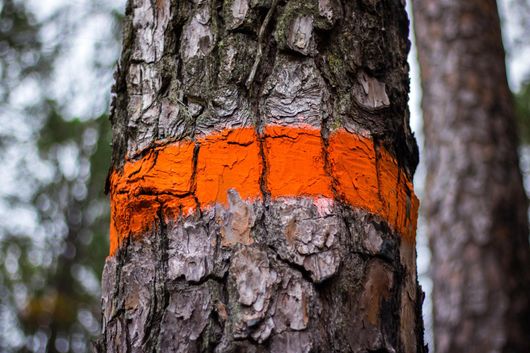 tree removal mn