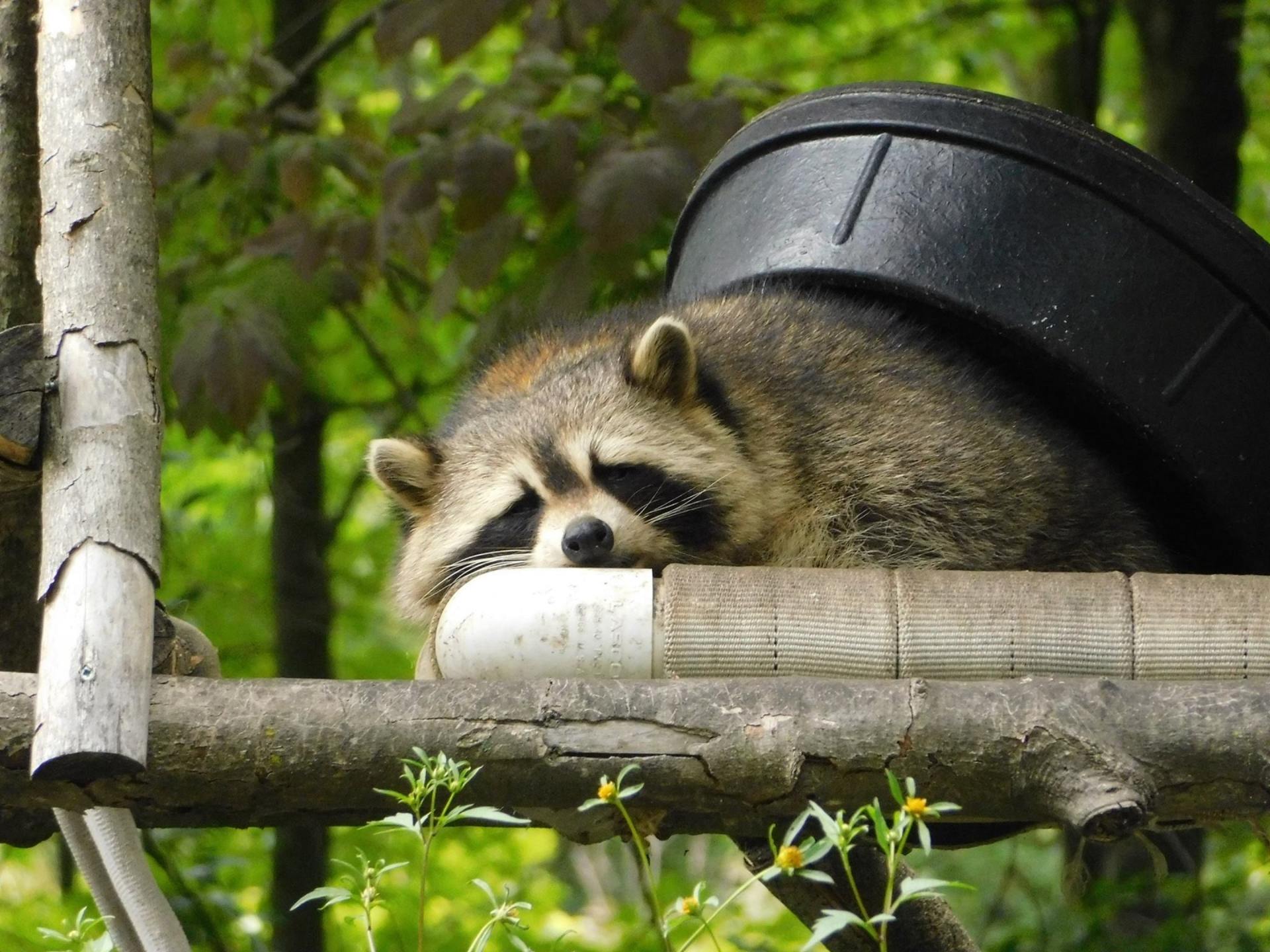 a raccoon is sleeping on a tree branch next to a trash can .