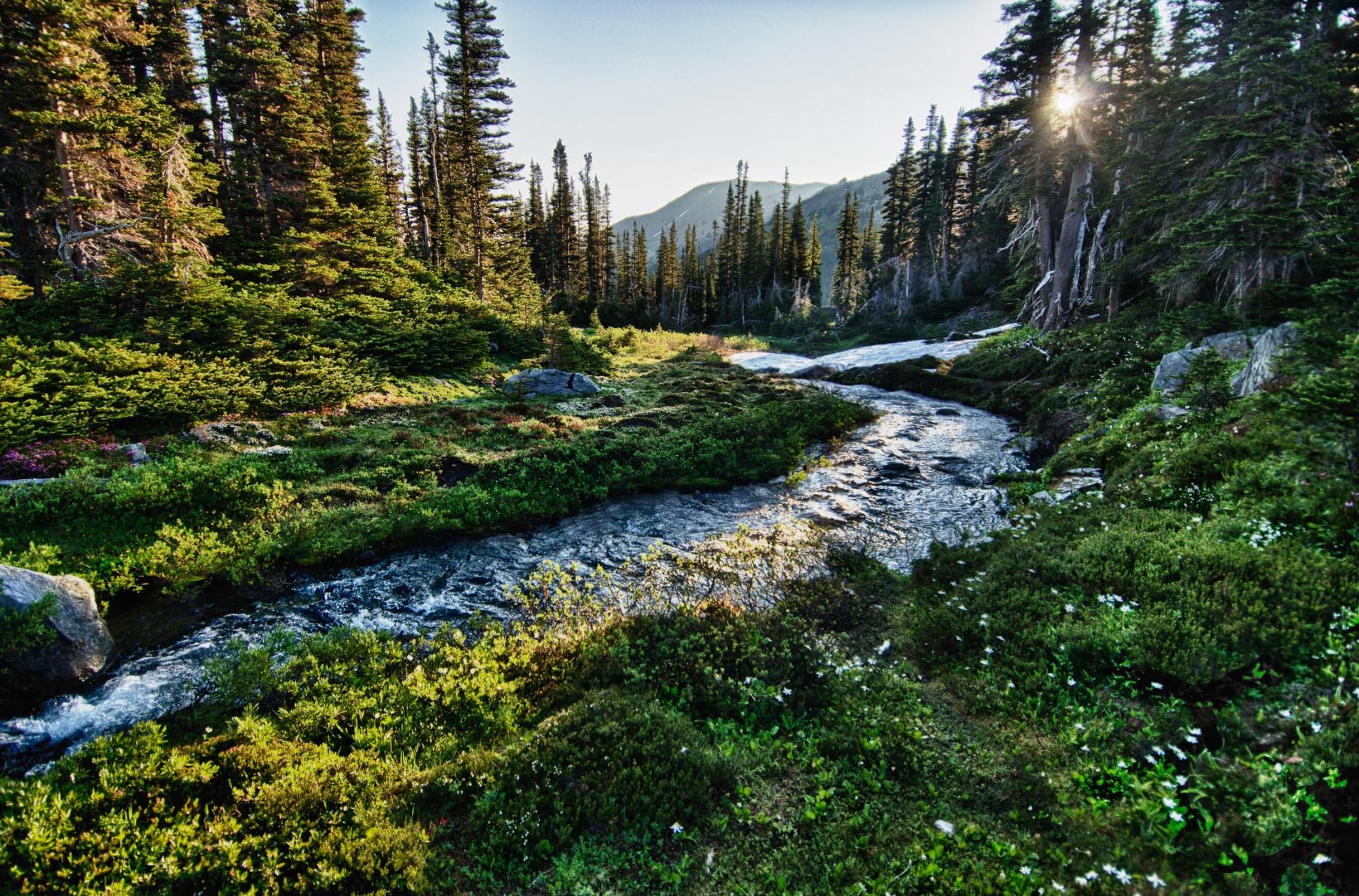 A stream flows through a lush, green forest, with sunlight filtering through the trees.