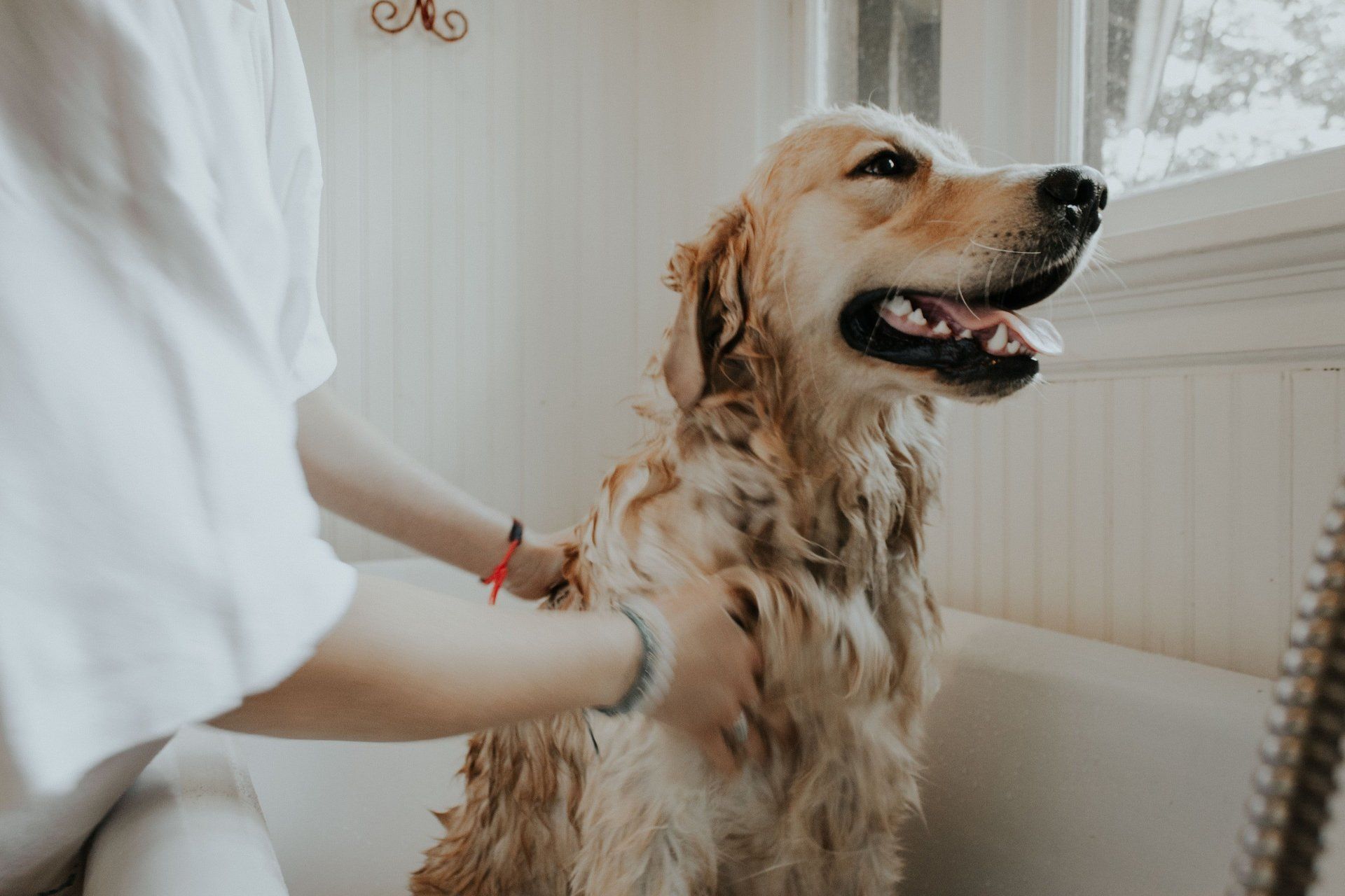 Hilltop Hounds Services