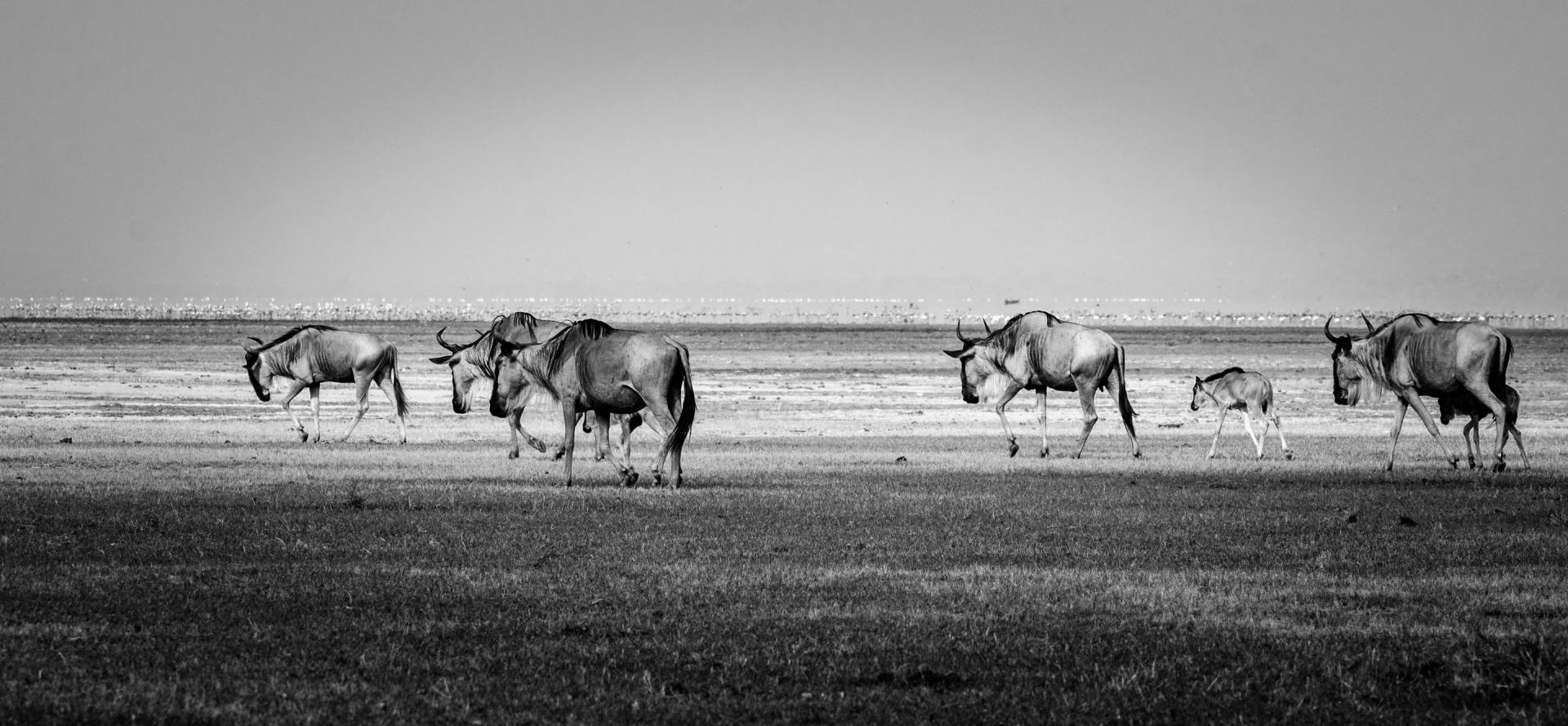 lake manyara national park