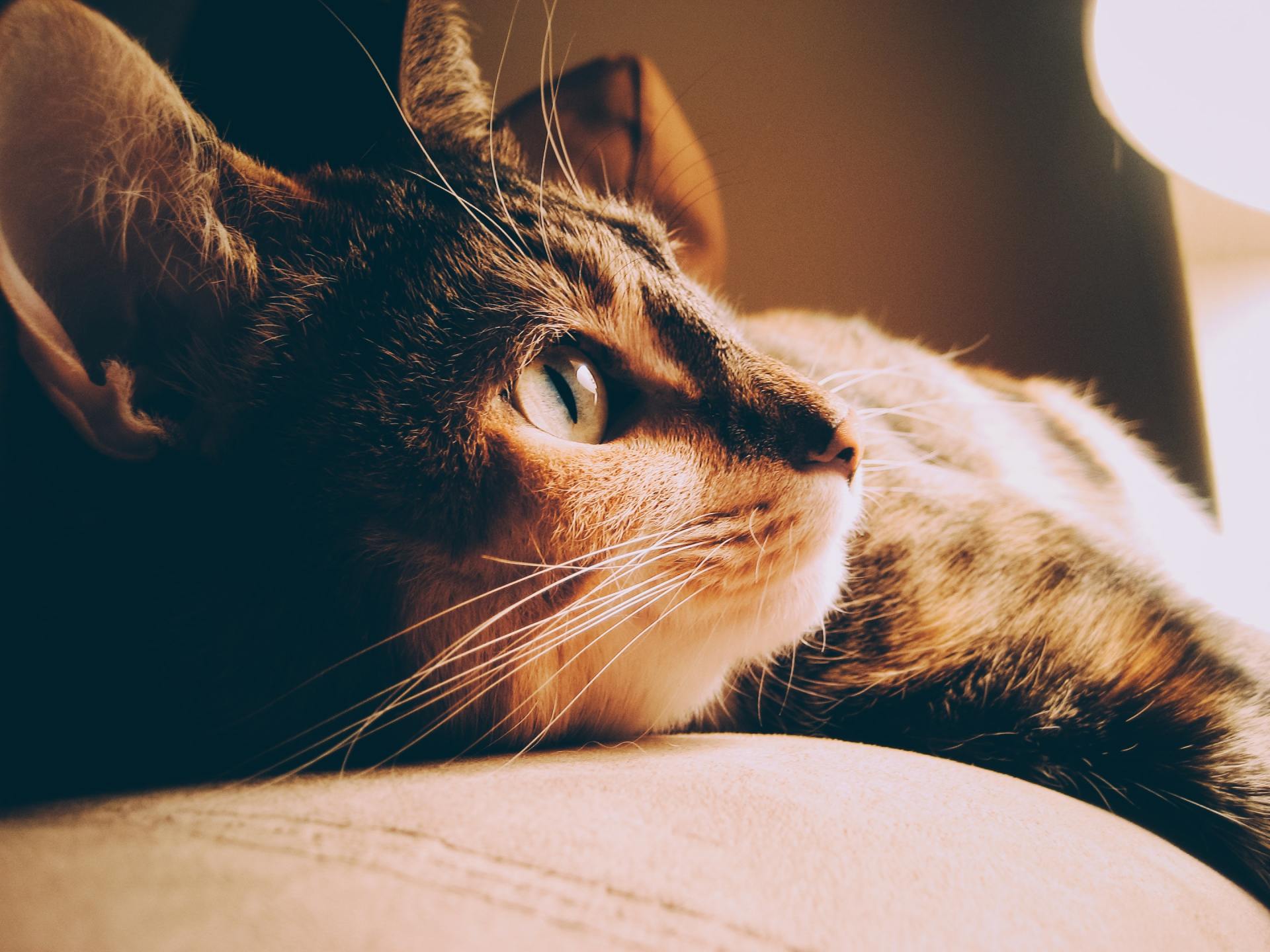Vamos falar um pouco sobre a vacinação dos gatinhos? 