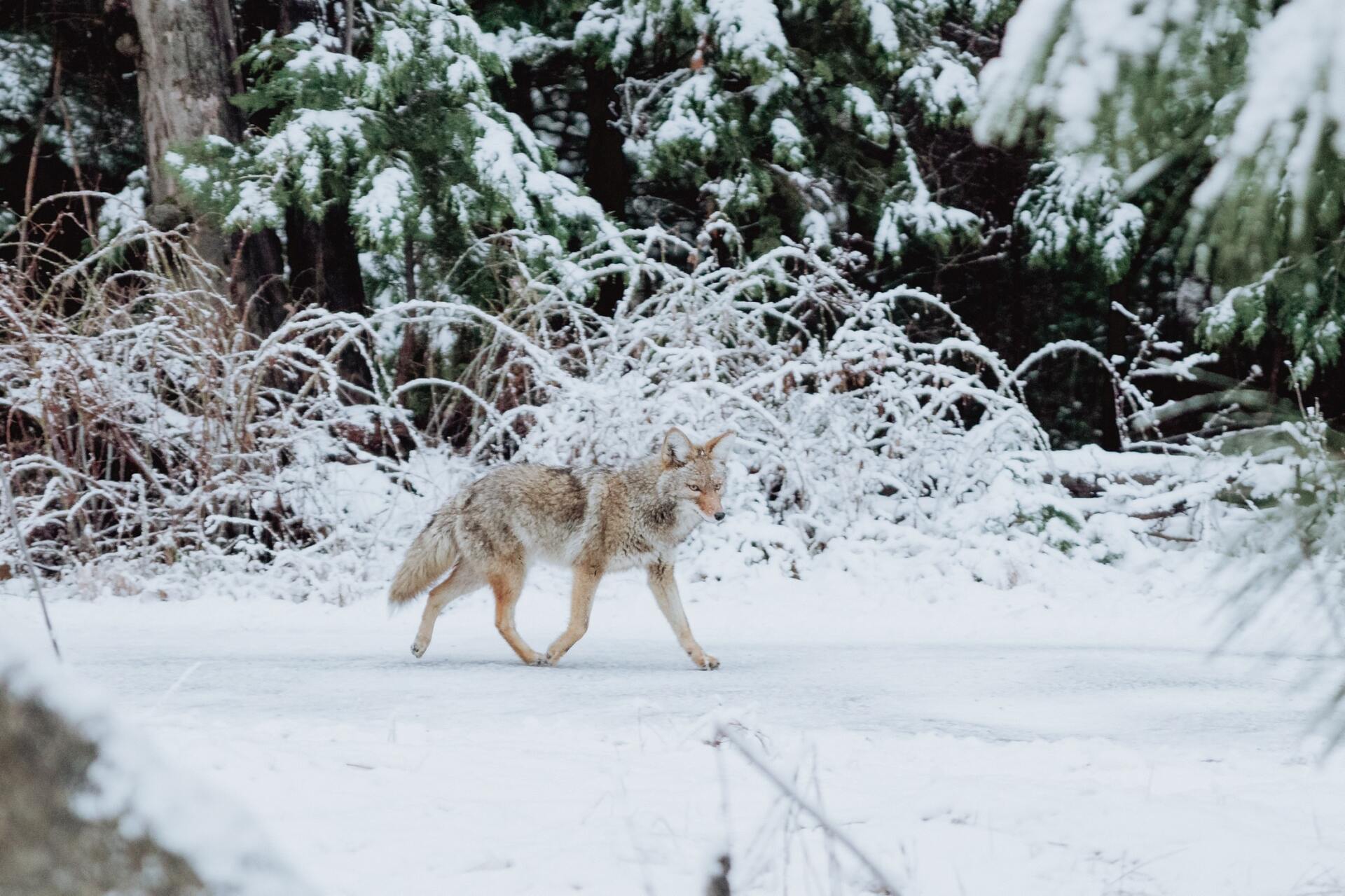animal footprints in the snow