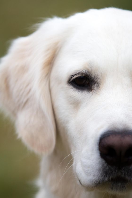 Picture of dog looking at the camera
