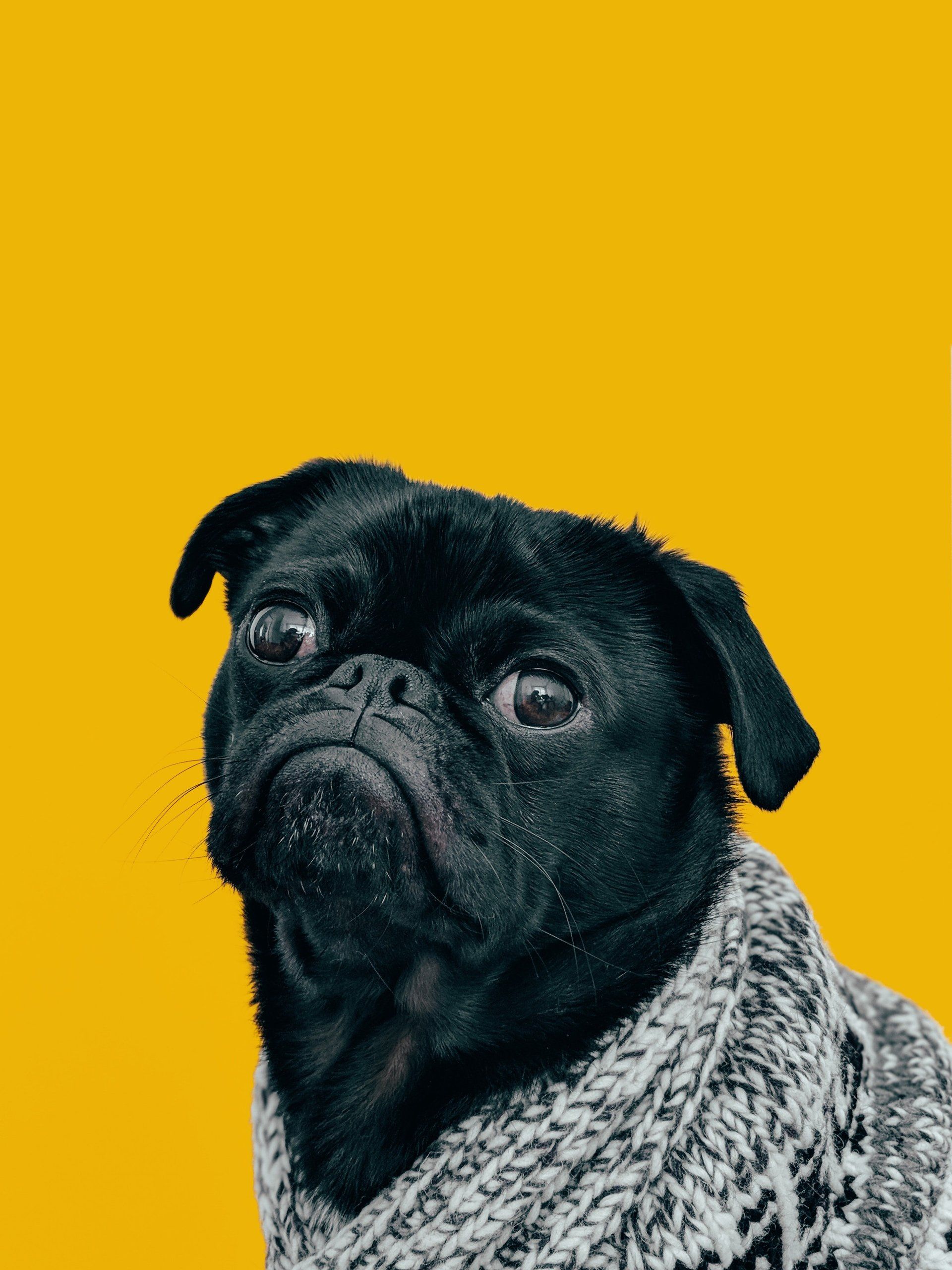 A black pug dog wearing a sweater on a yellow background.
