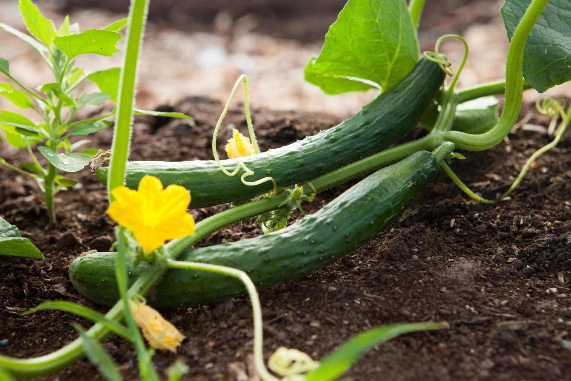 eten uit onze kleien moestuin