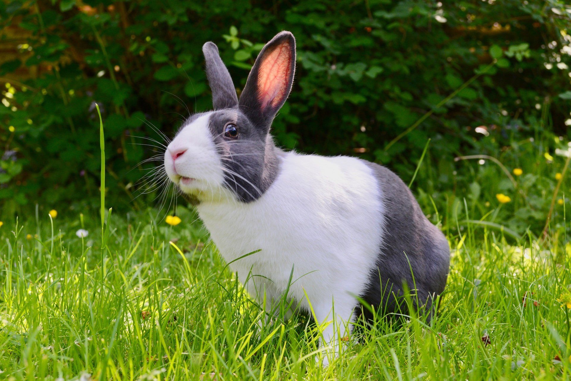 Cute rabbit outside