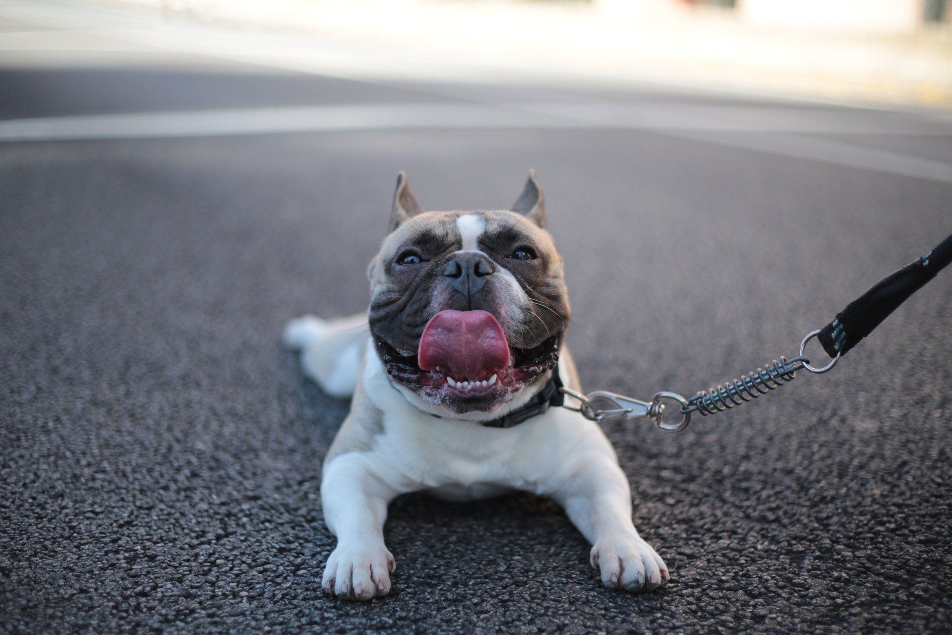 A white dog with brown on their face on a leash laying on pavement