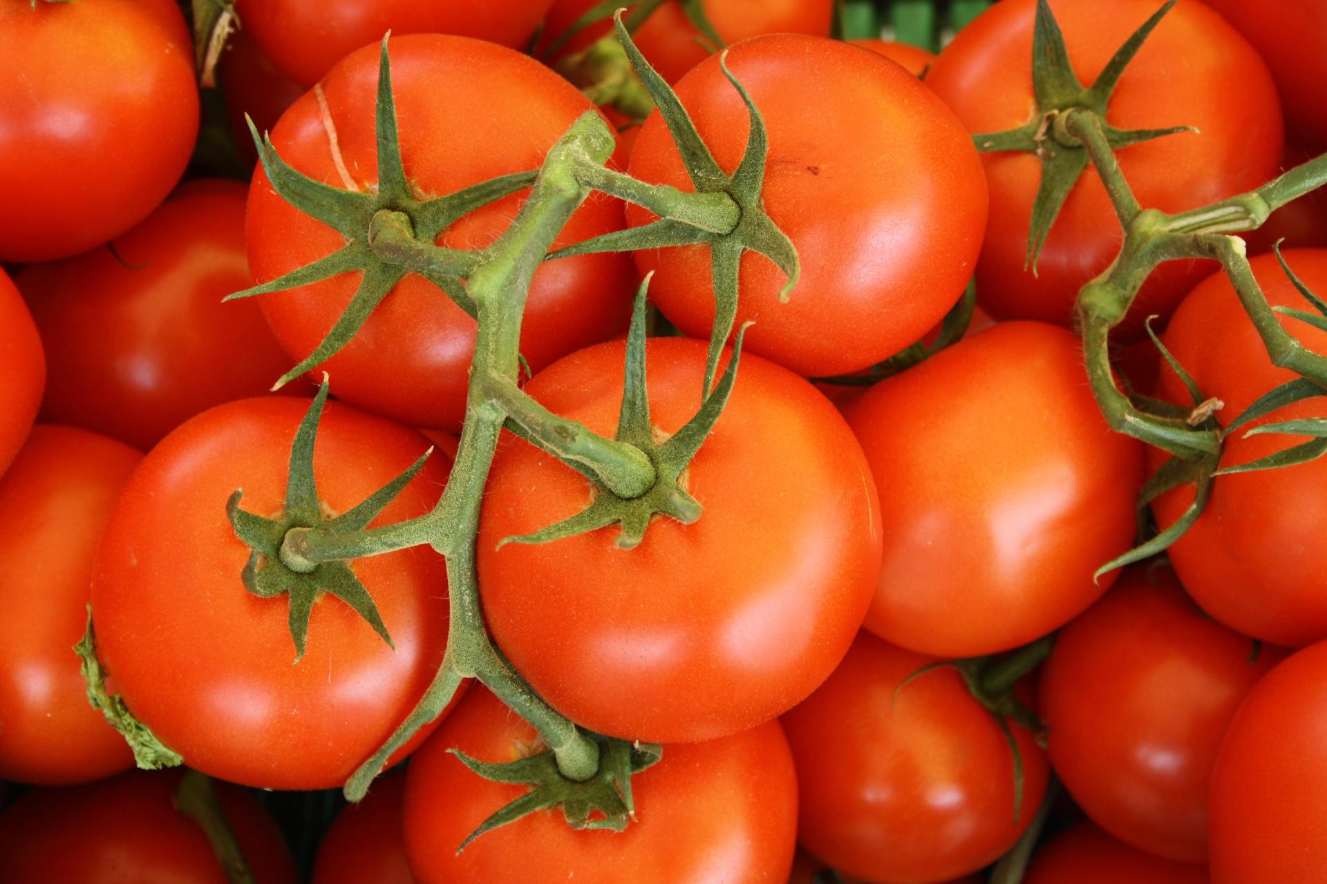 A bunch of tomatoes hanging from a vine