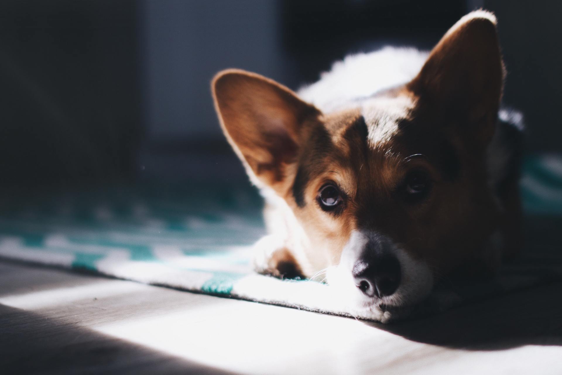 Remove Pet Odors Dog Laying on Carpet