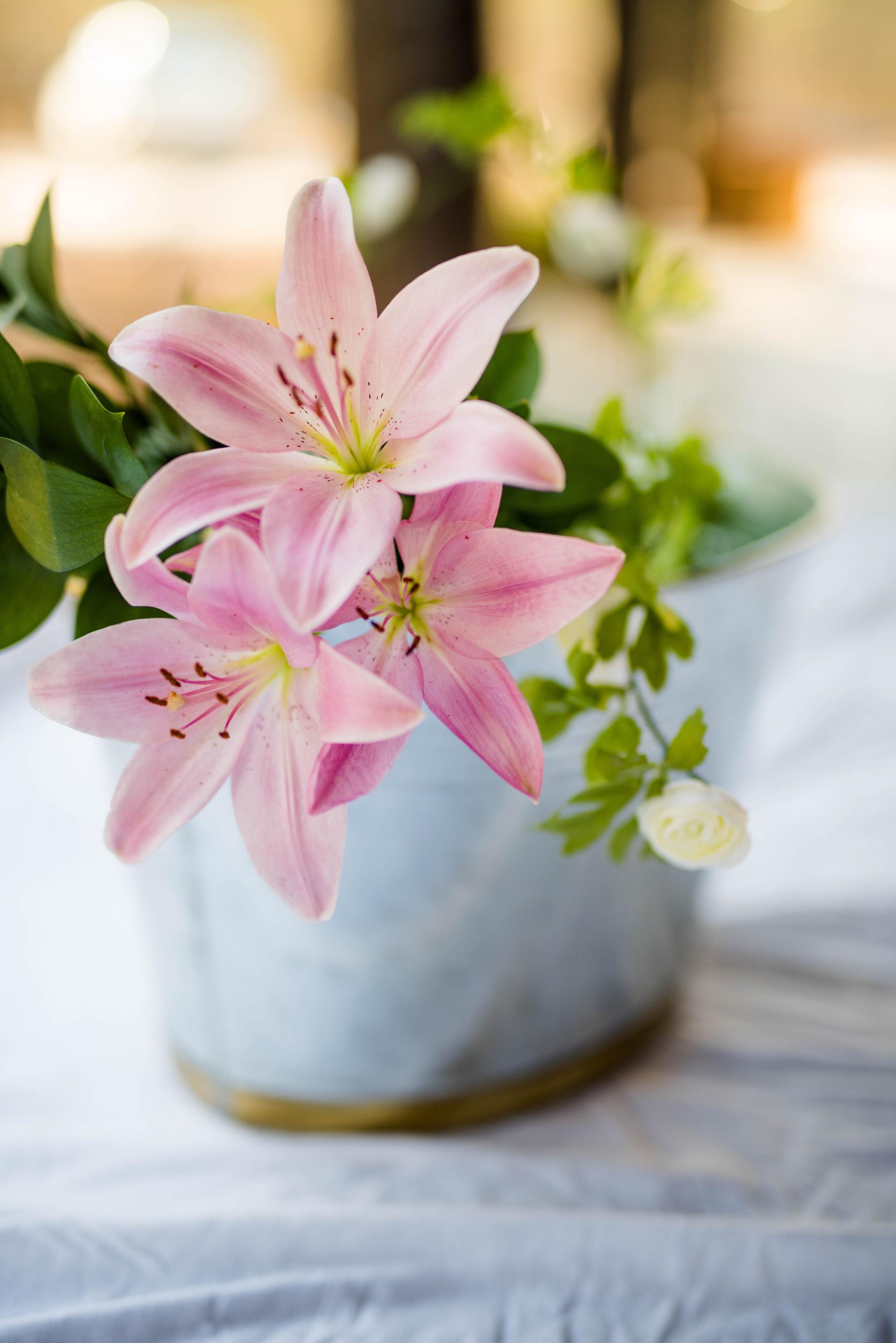 pink lilies