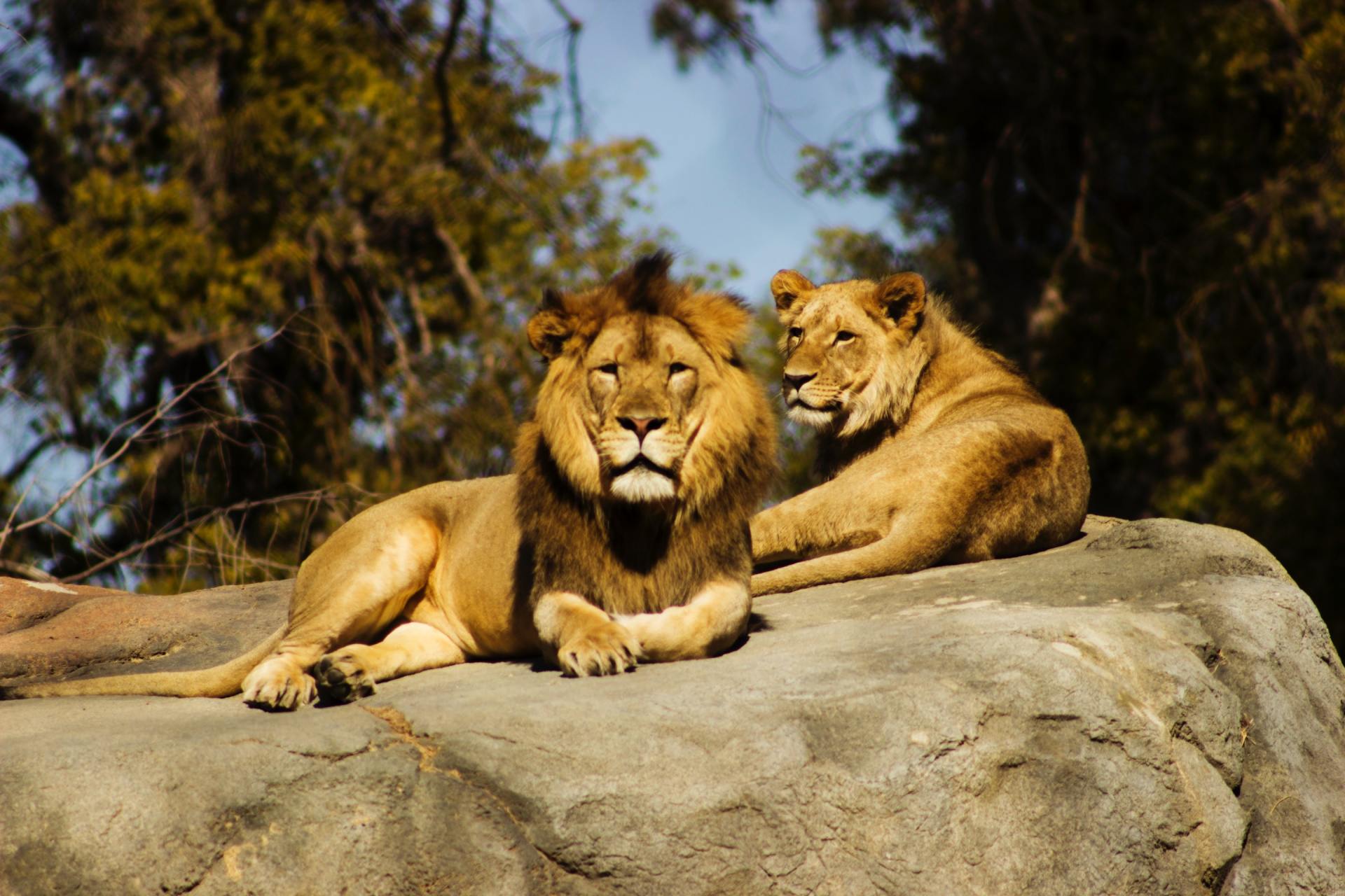 Two lions are laying on top of a large rock.