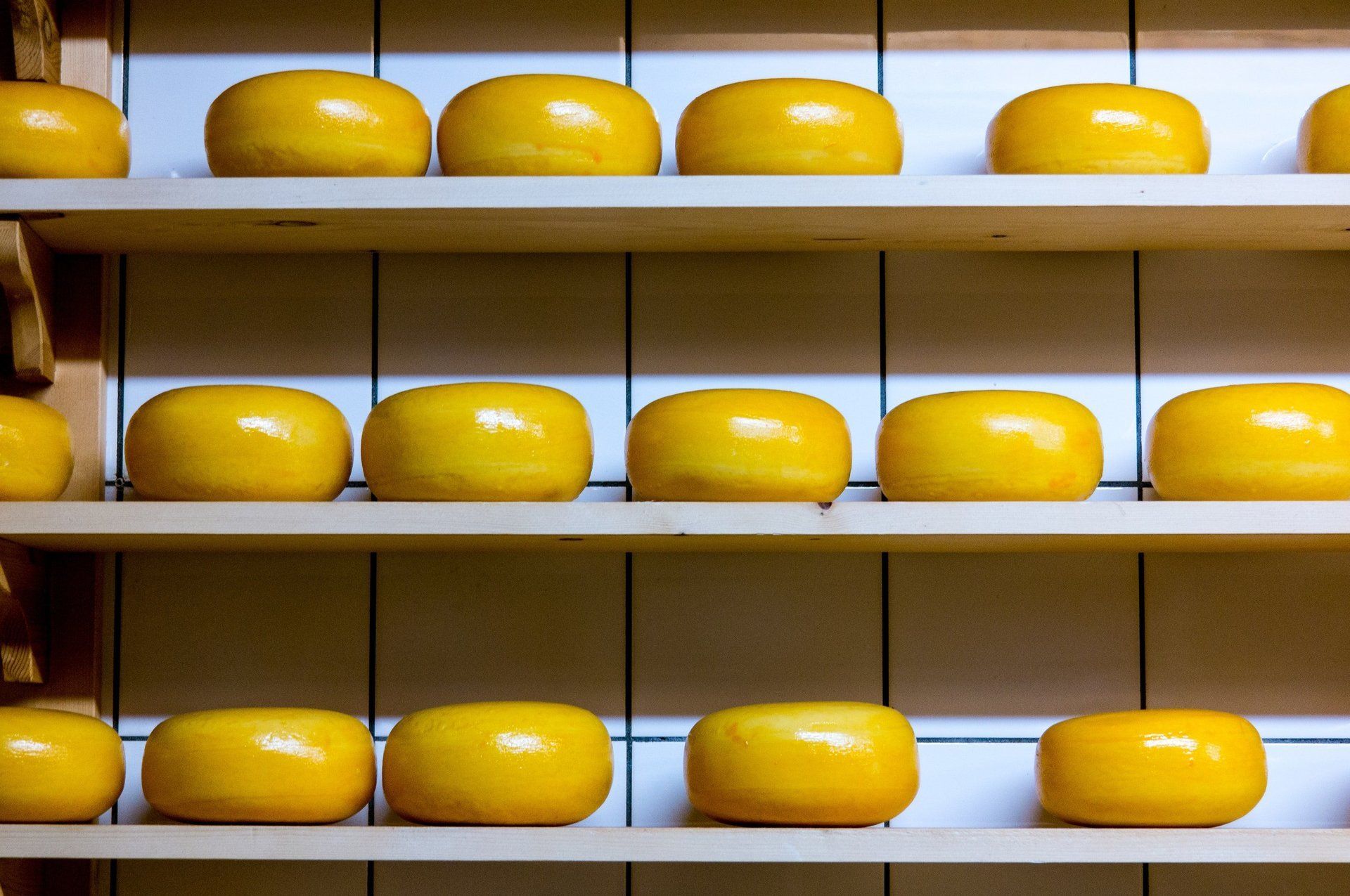 Multiple large, round wheels of yellow cheese neatly arranged on wooden shelves against a tiled wall in an aging cellar.
