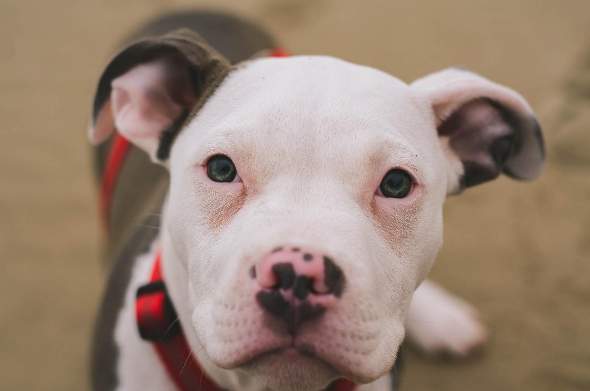 Clean Dog Ears