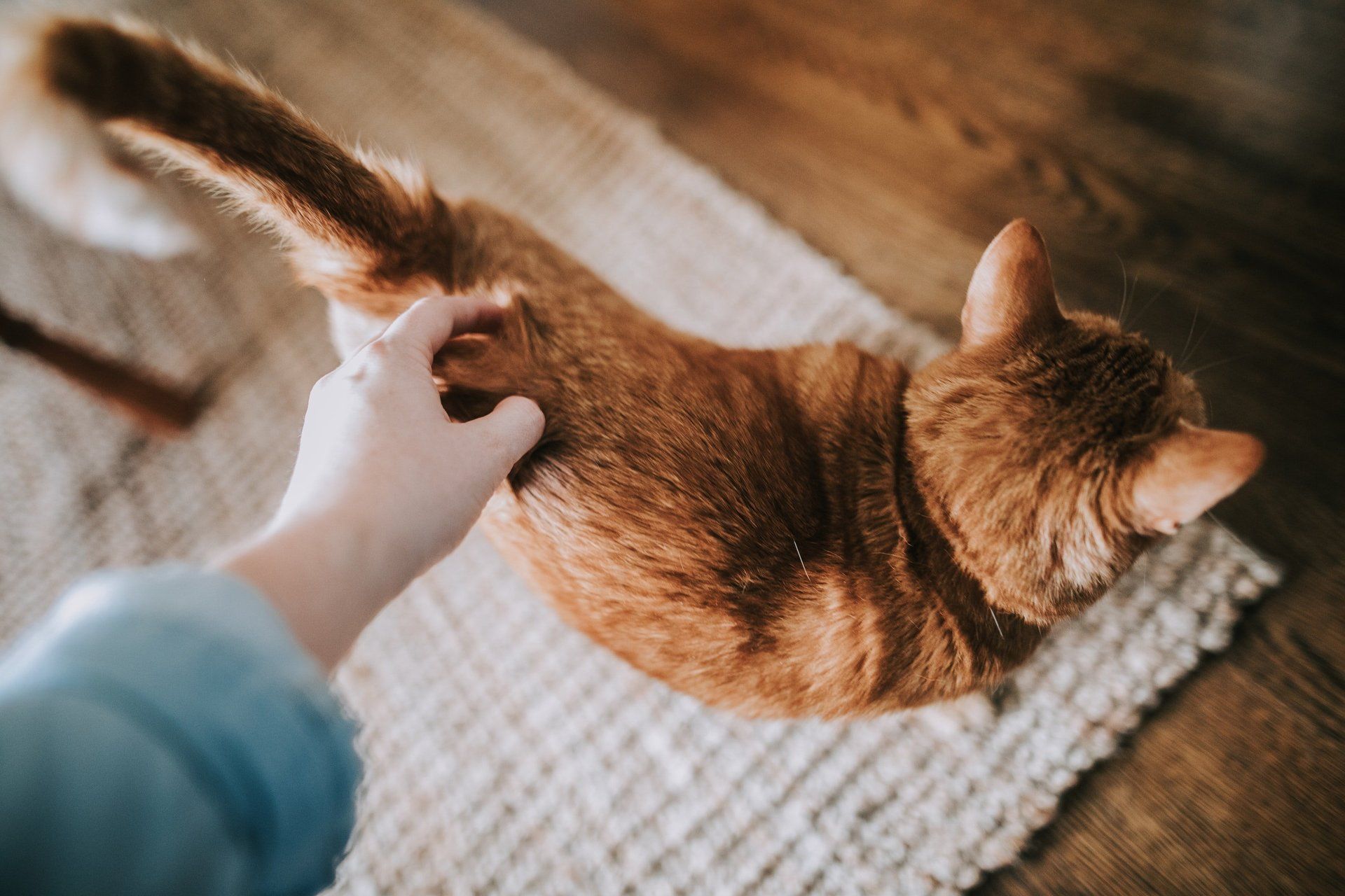 Pet Friendly Apartments in Hayden, ID