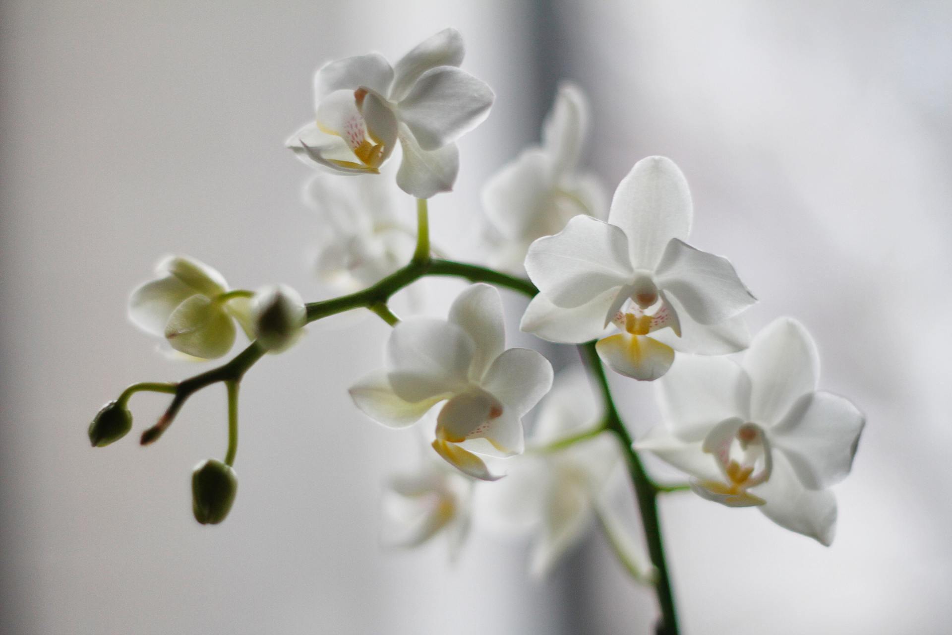fiore6