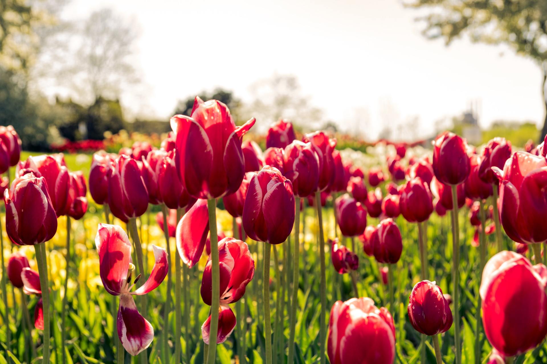 Ein Feld mit roten Tulpen, die im Gras wachsen.