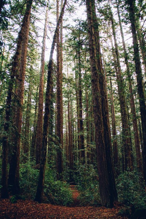 Redwood Trees