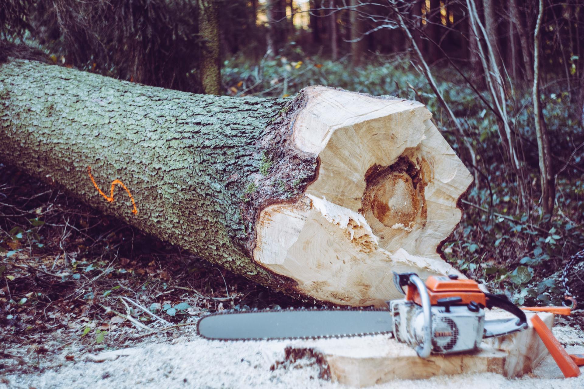 Tree Company in Greensboro, NC