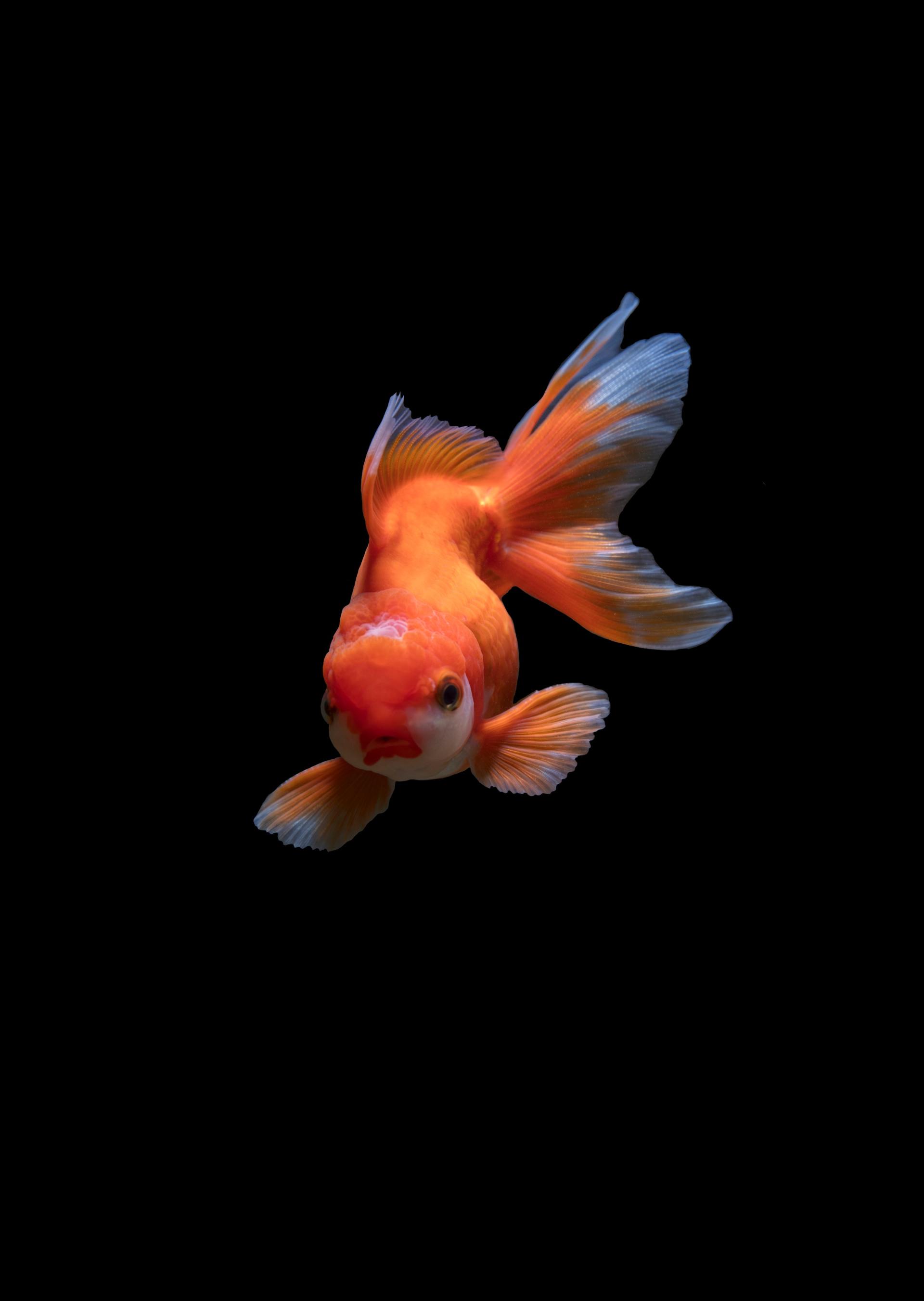Tenant and Homeowners should not dispose of pet fish down toilet