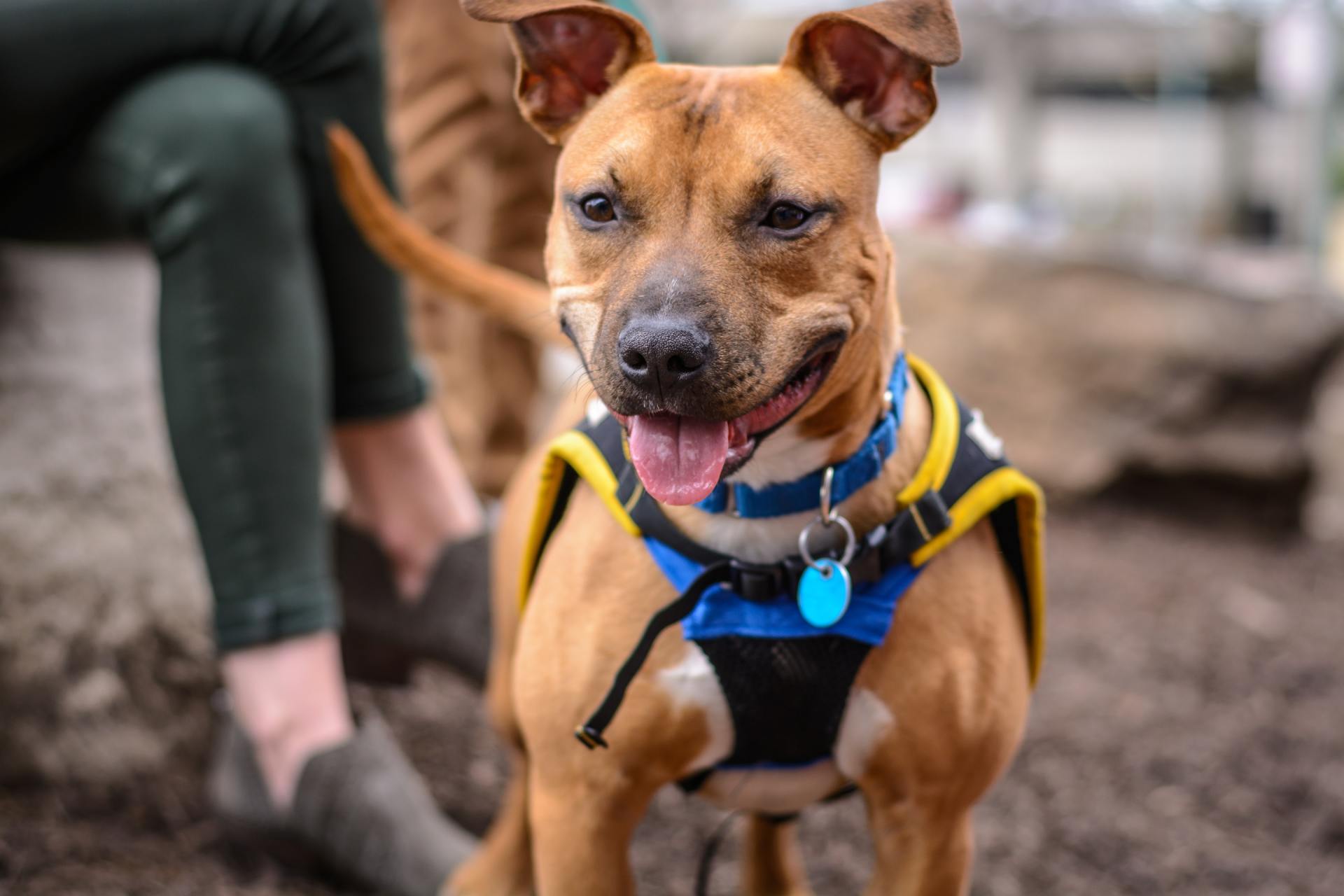 A brown dog wearing a harness and collar is sitting next to a person.