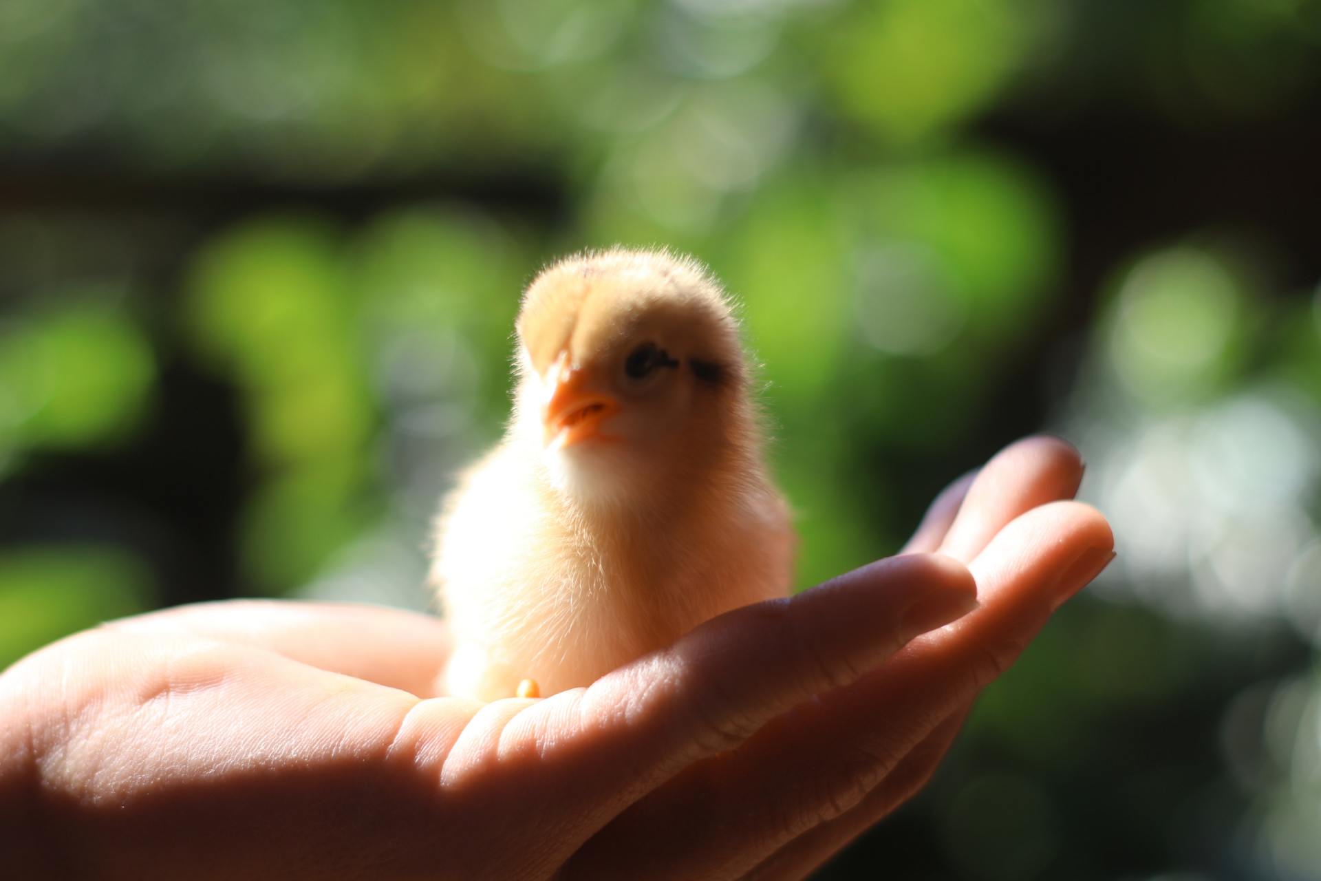 hatching fertile chickens eggs in an incubator at home