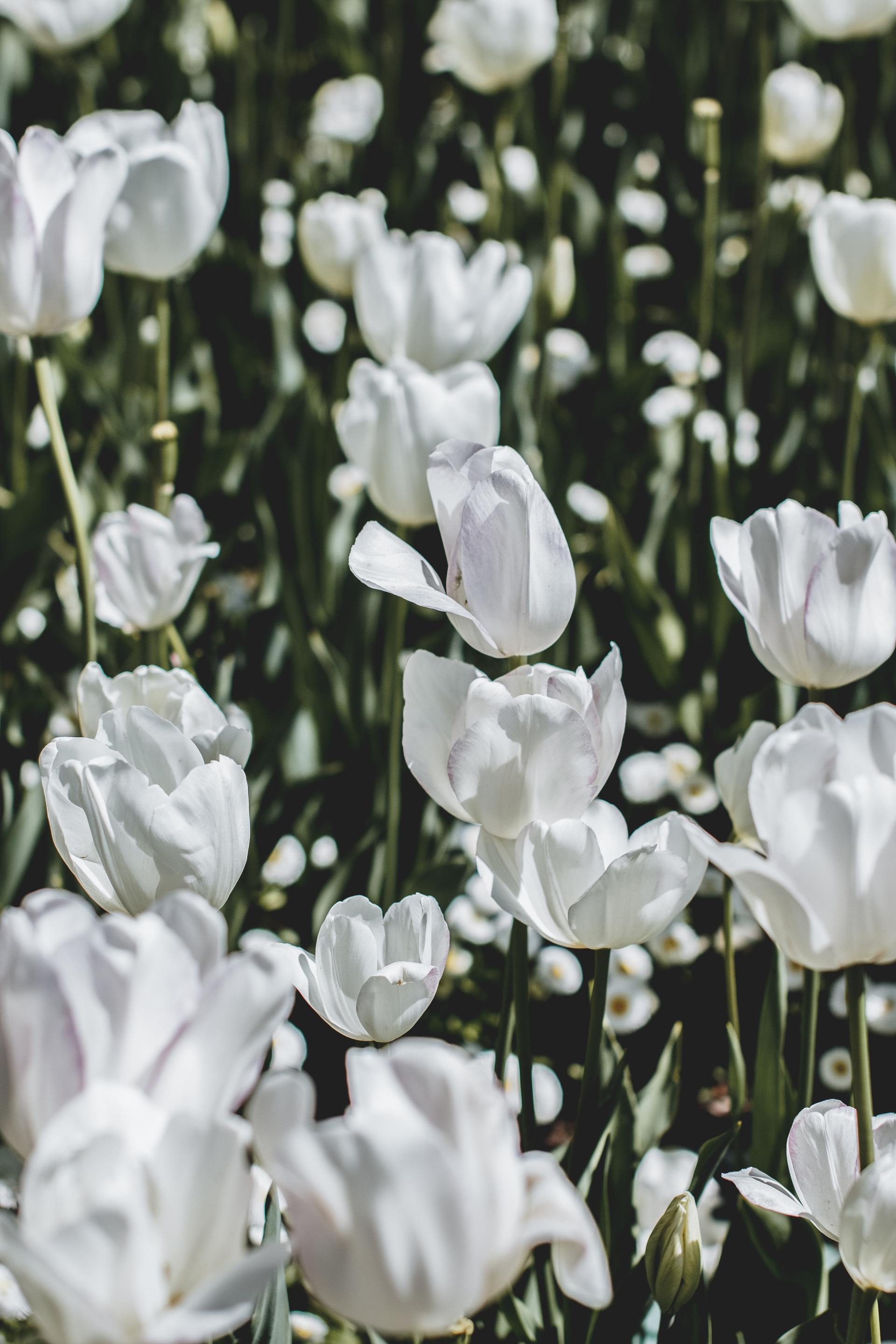 memorial service white tulips