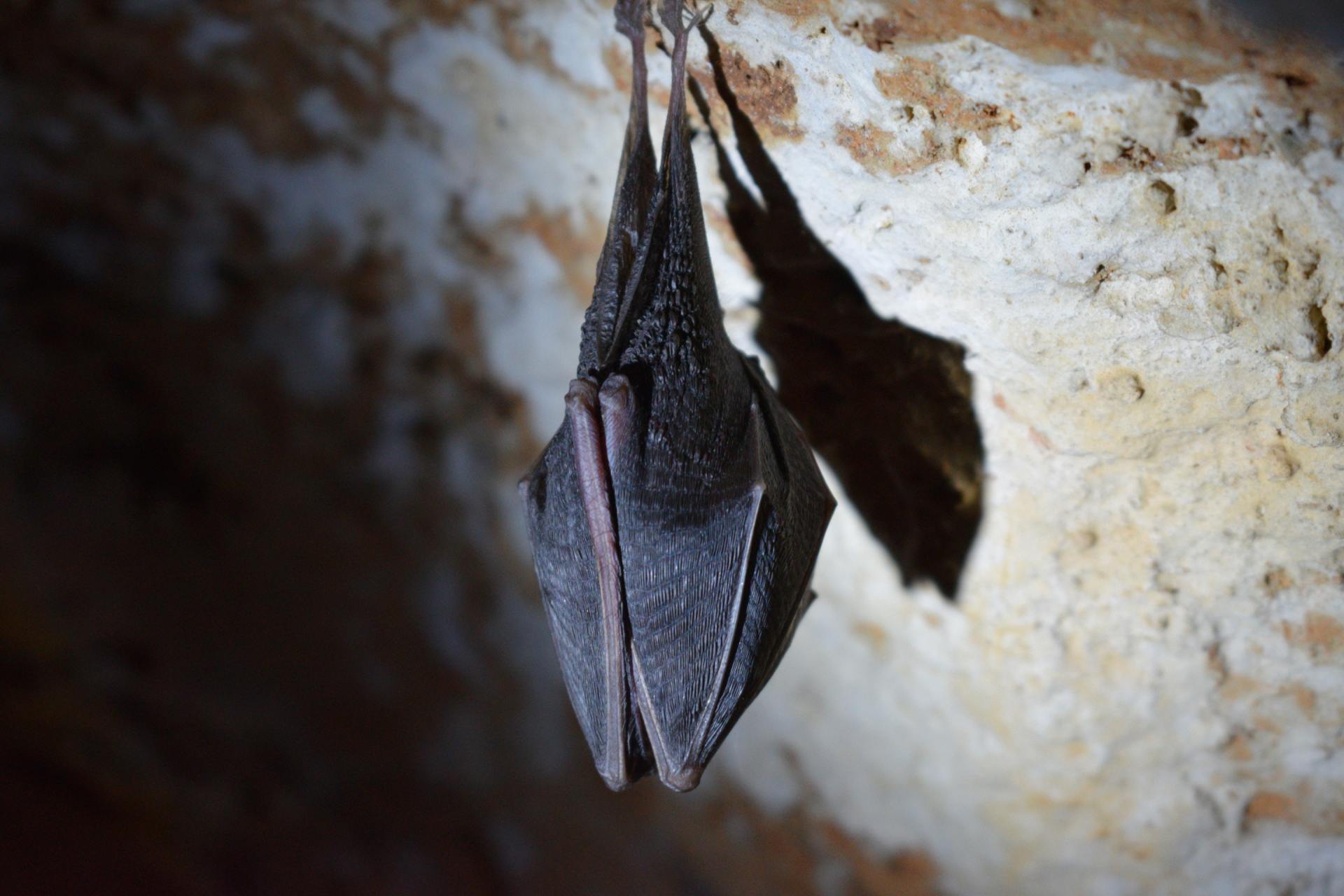 bat control with Buckingham Pest Control