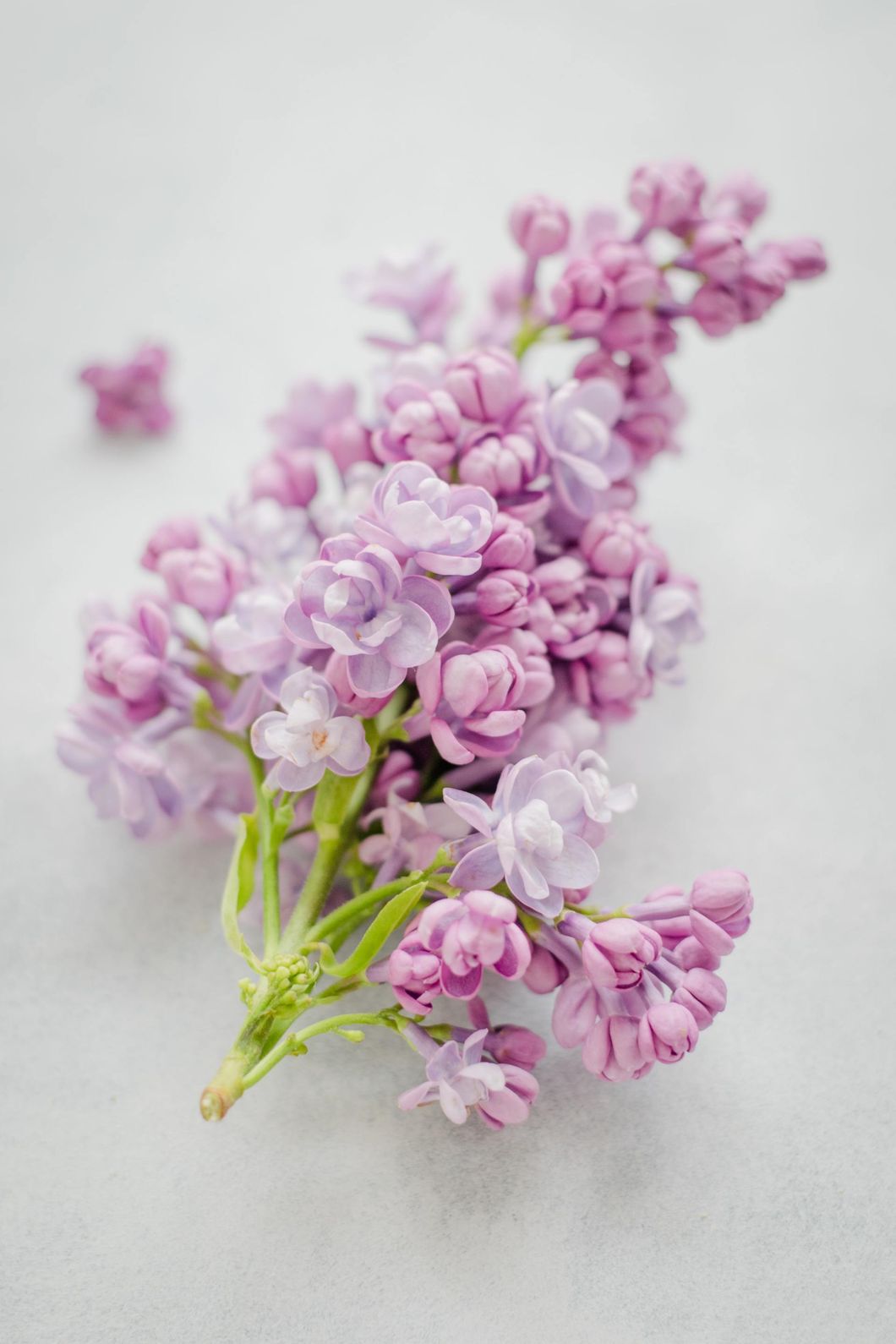 Simple pink flower in the background of review