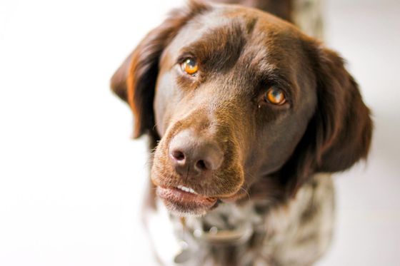 Picture of dog