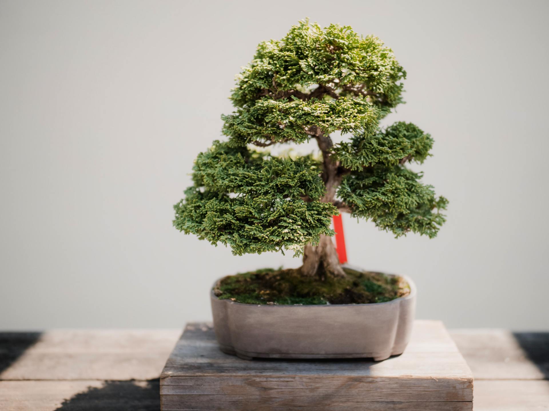 BONSAI
