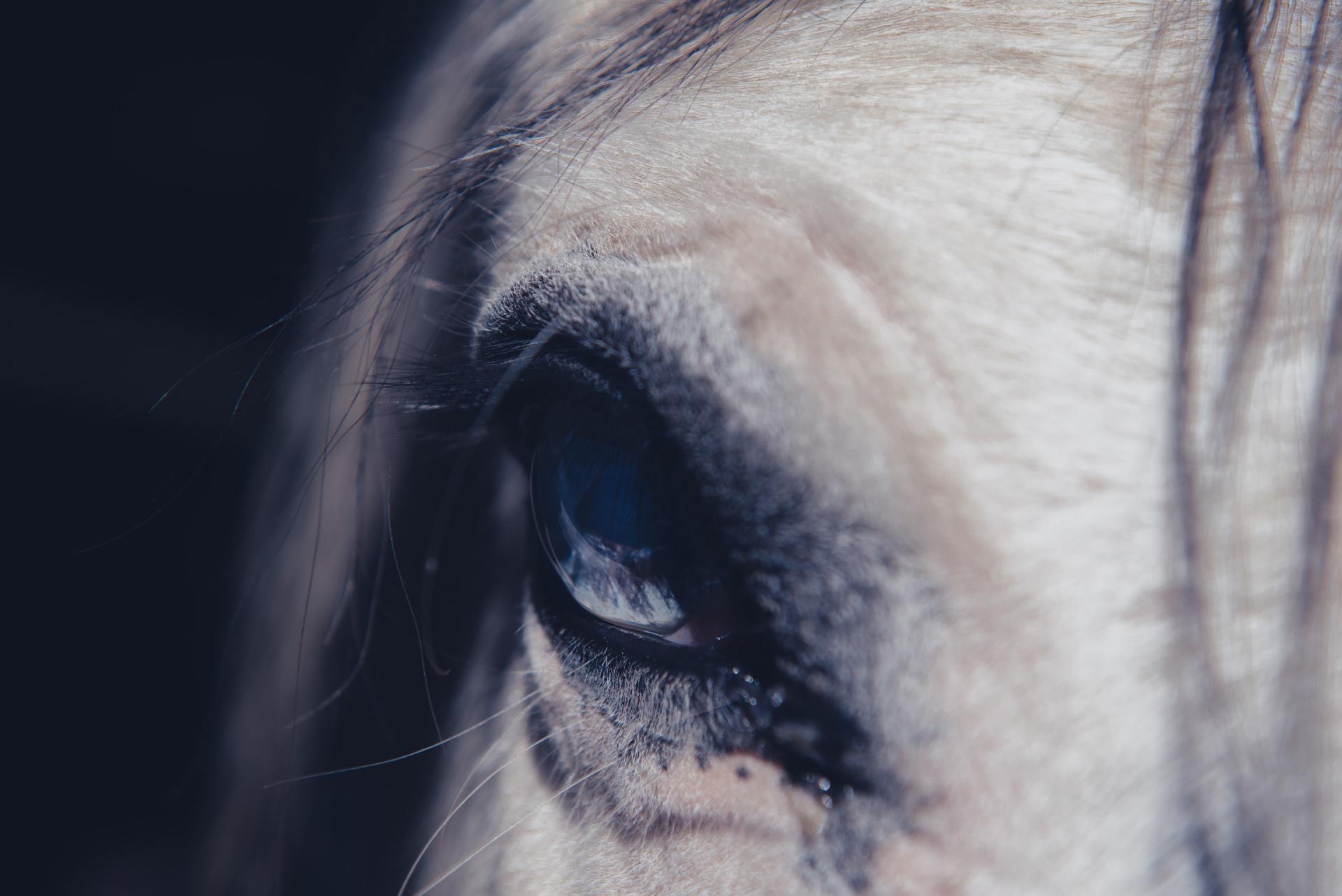 paardencoaching bij persoonlijkheidsstoornis helpt