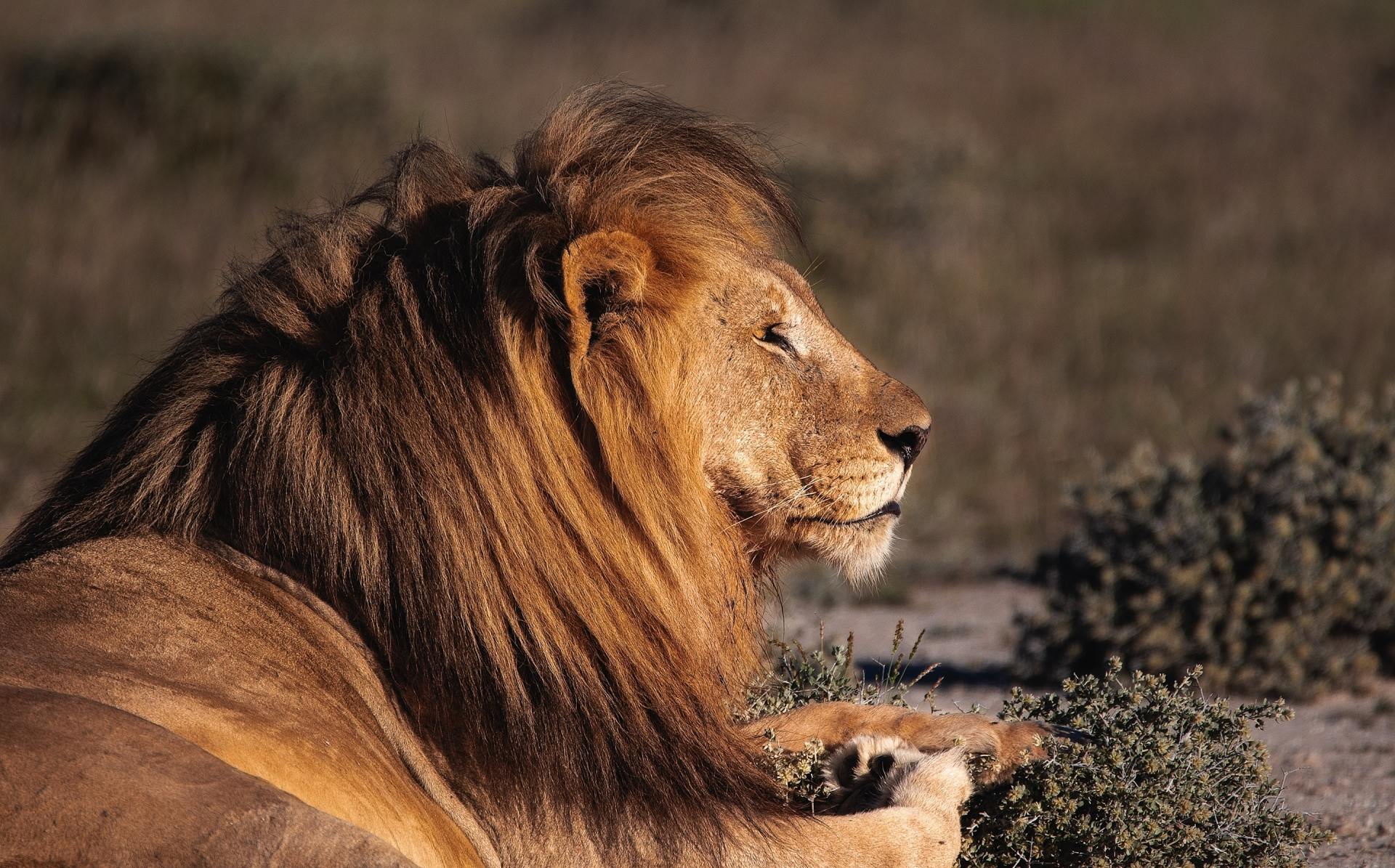 A lion is laying down in the grass and looking at the camera.