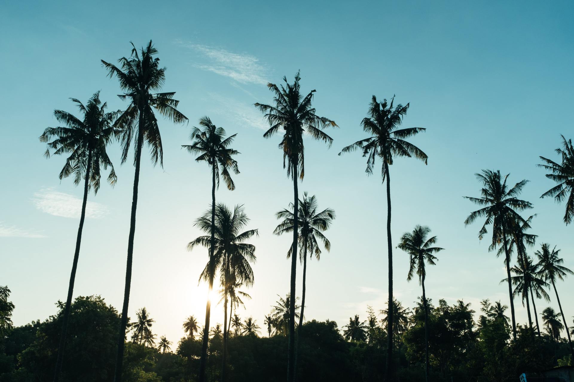 Palm tree sky