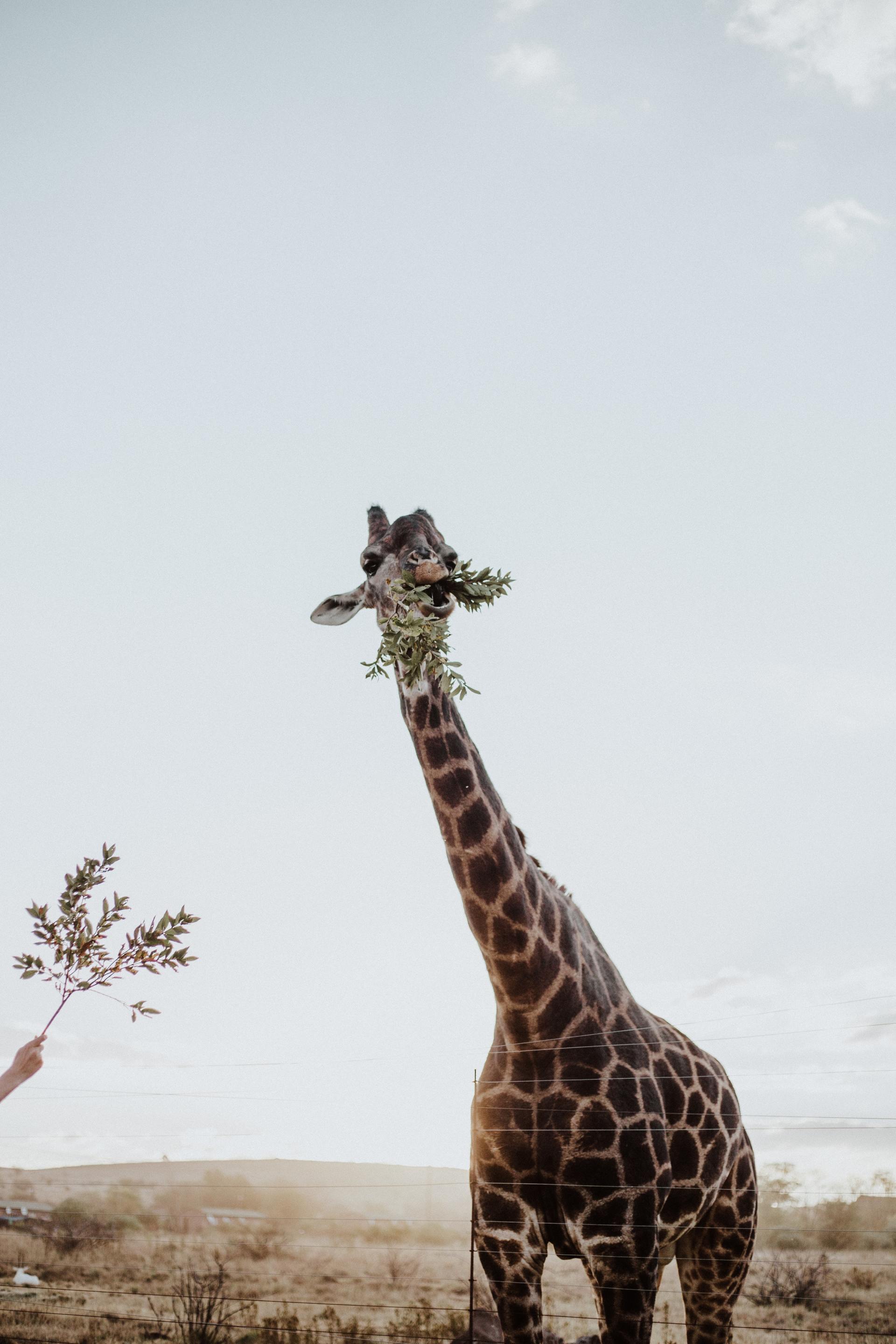 A giraffe is eating leaves from a tree in the wild.