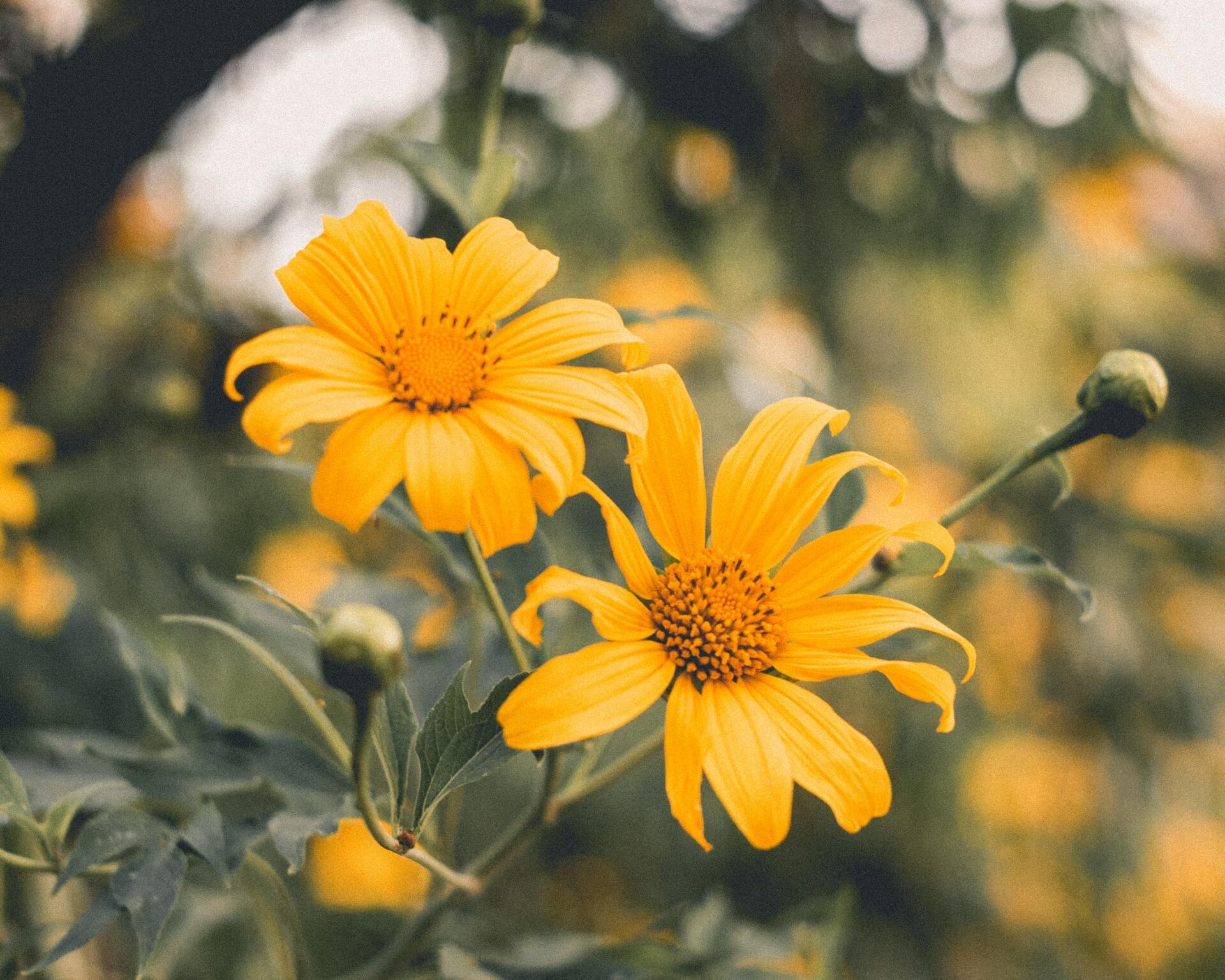 Garden Supplies & Earthmoving & Drainage Contractors Shepparton