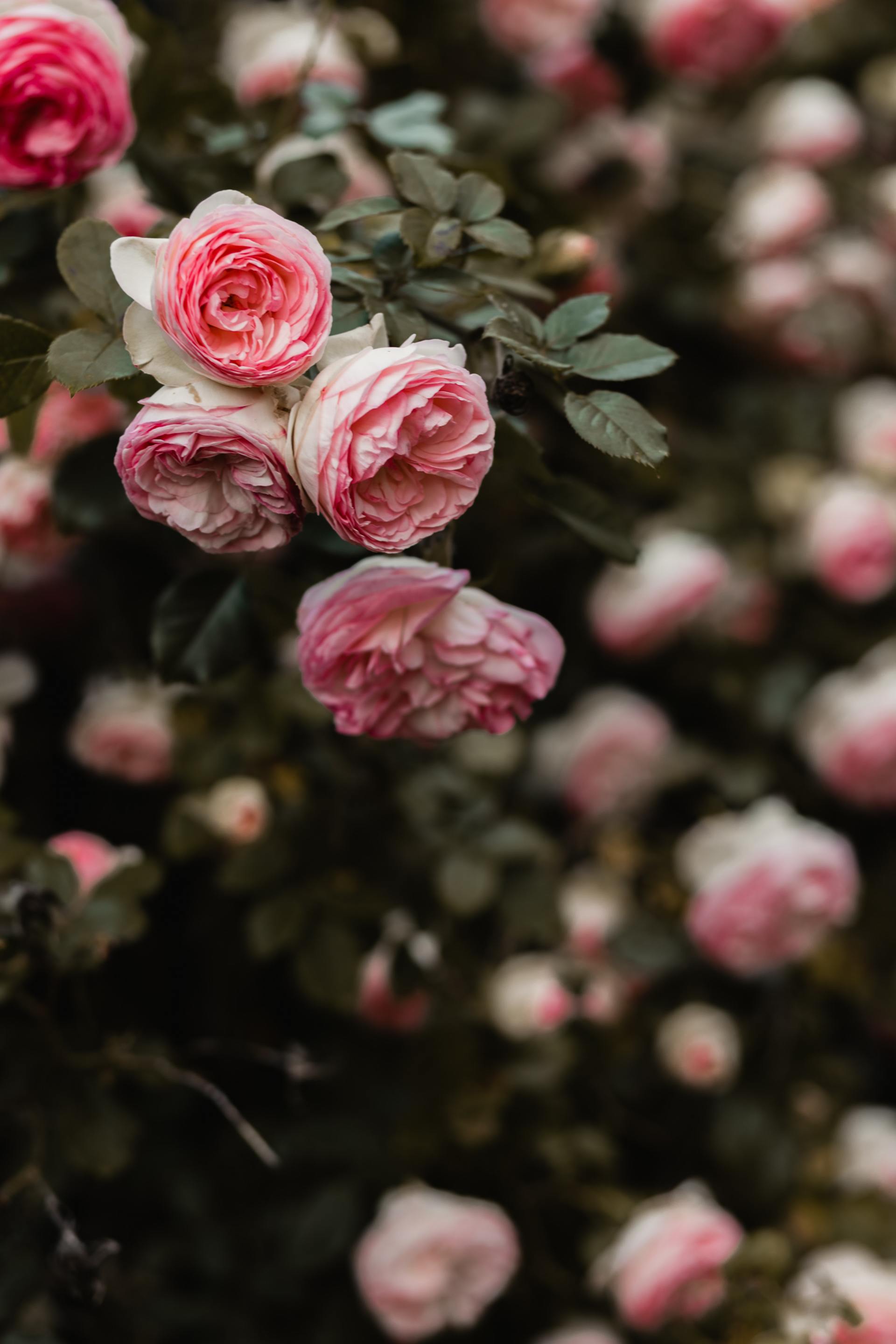 Roses without treatment