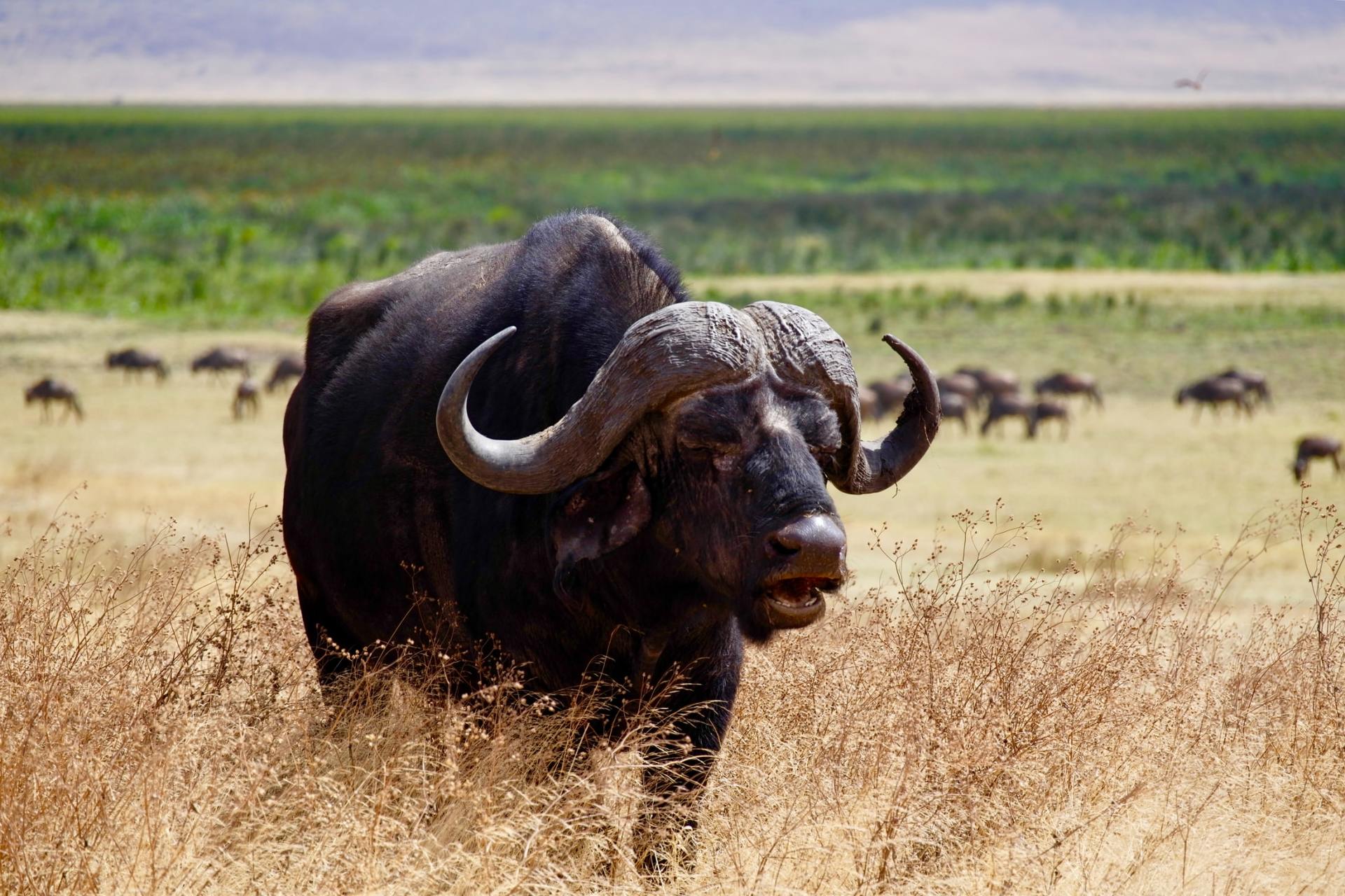 African buffalo in tall grass, with curved horns, Serengeti, Tanzania.