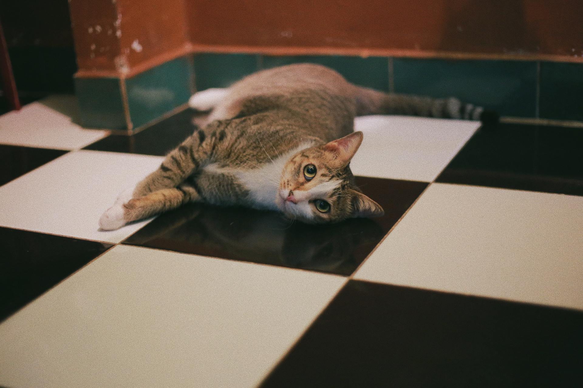 Tile, Grout & Upholstery Cleaning