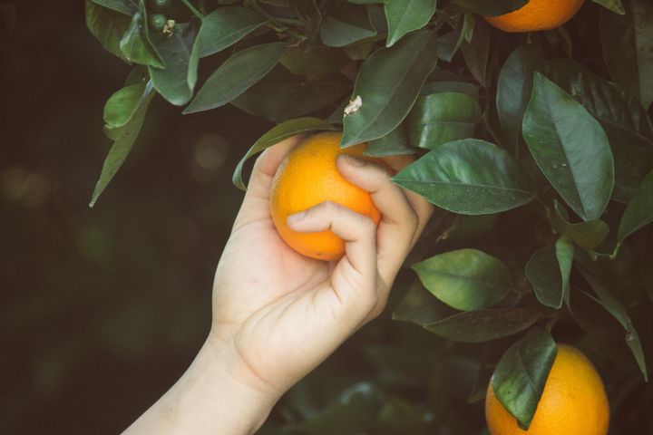 Frutta fresca mista