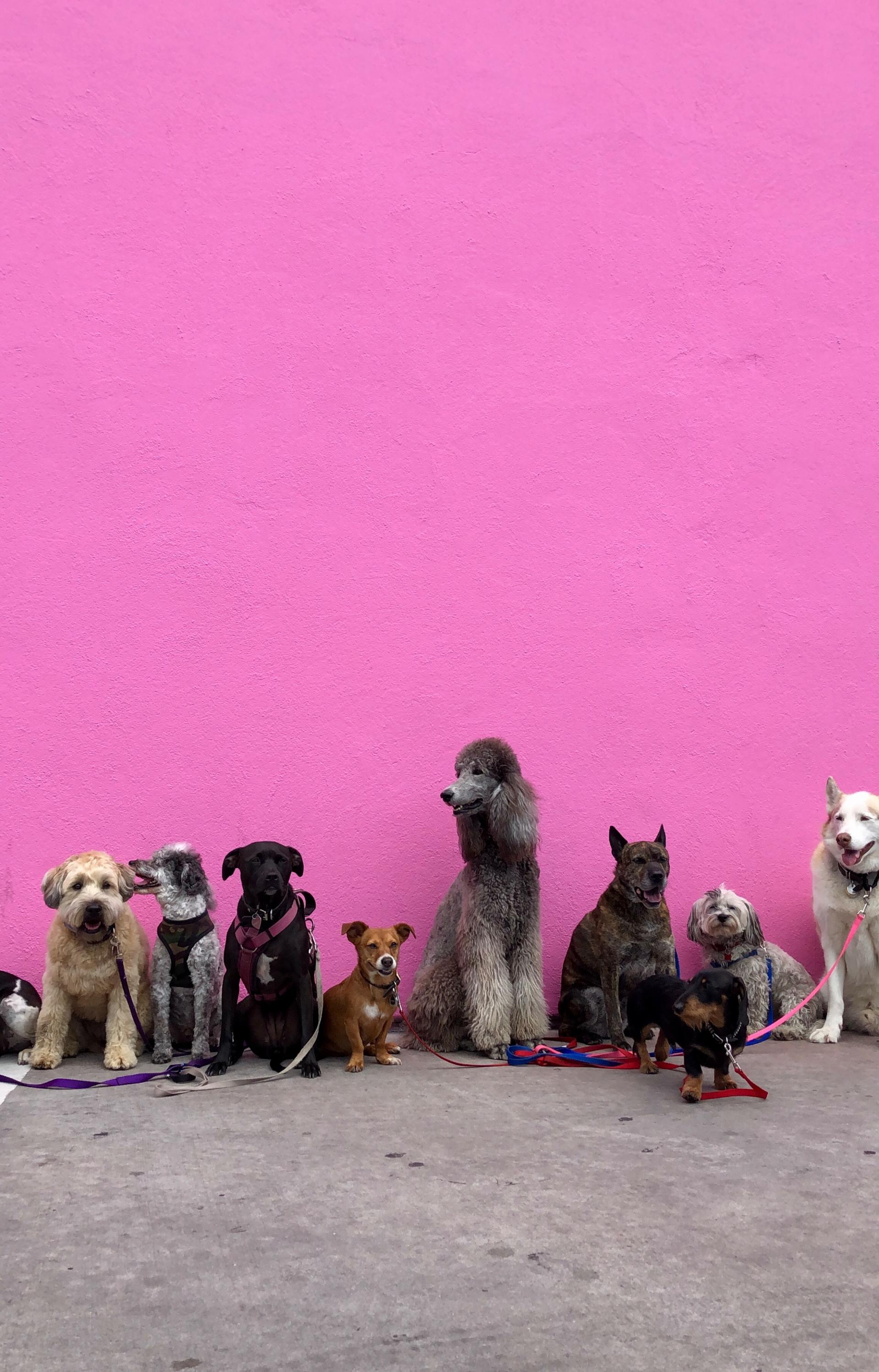 cibo per cani