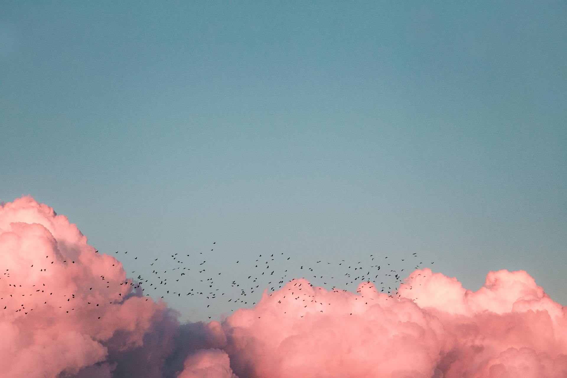 Pink clouds at sunset with a flock of birds against a blue sky