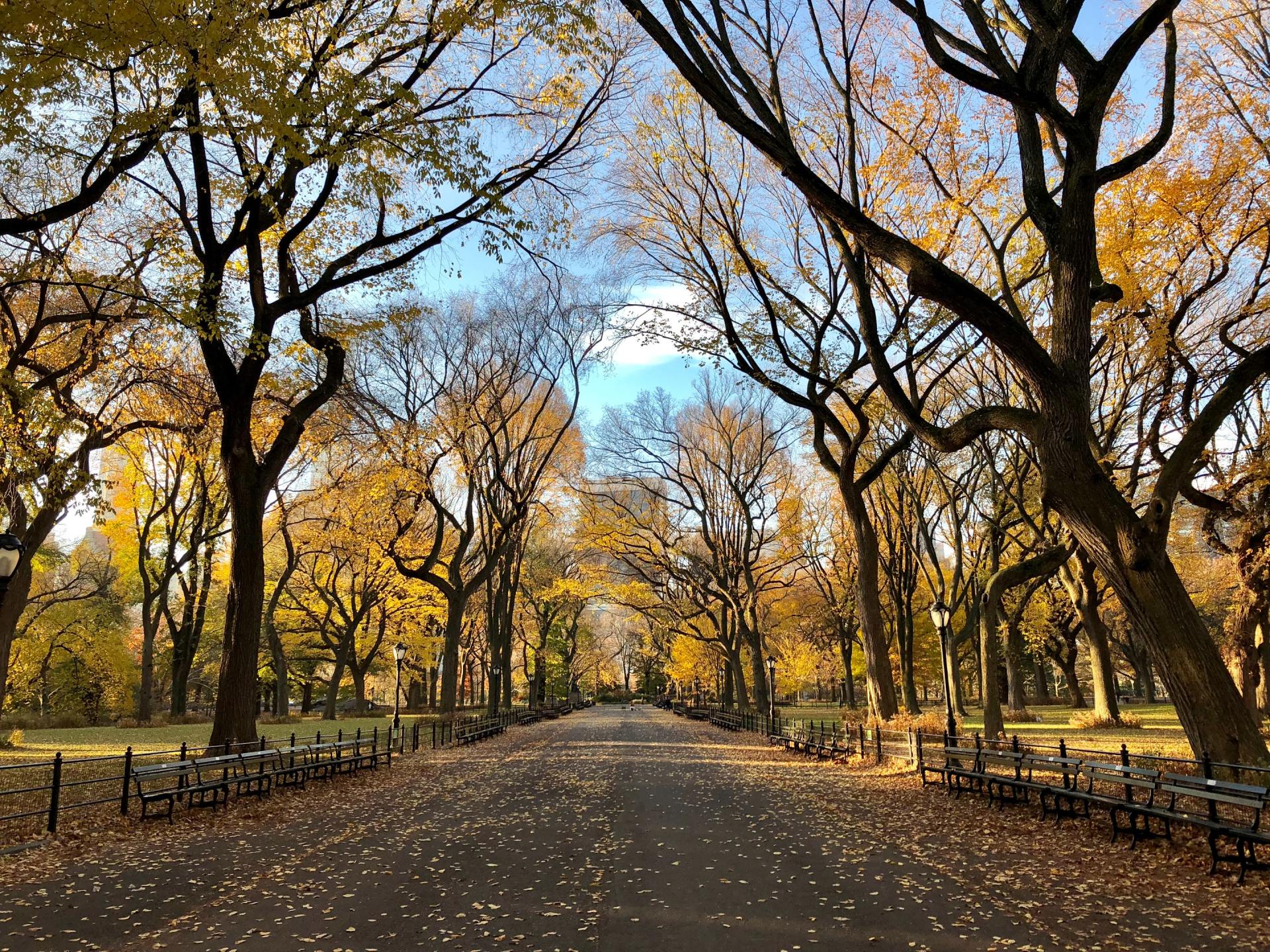 Tree Maintenance & Save