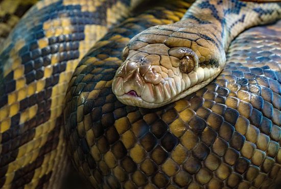 girl in close with a green snake