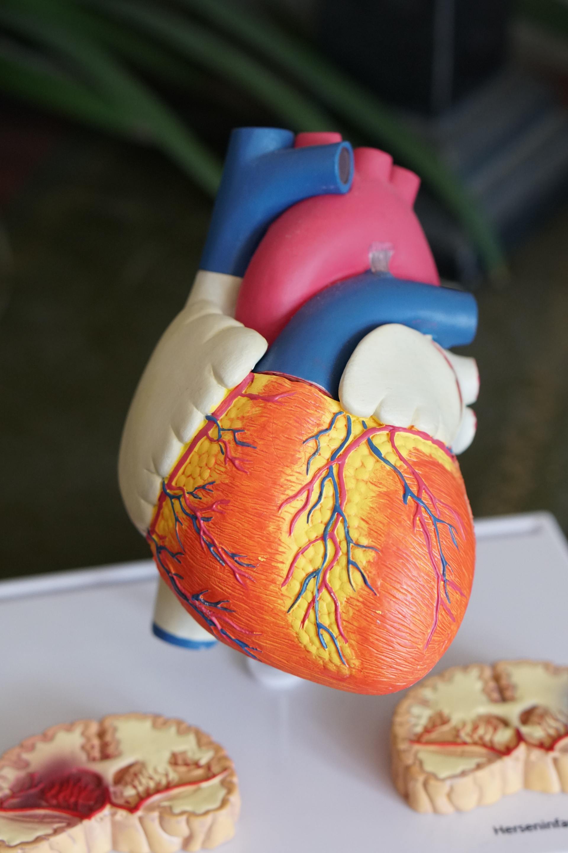 Colorful anatomical model of a human heart, with blue and pink vessels, set against a blurry background.