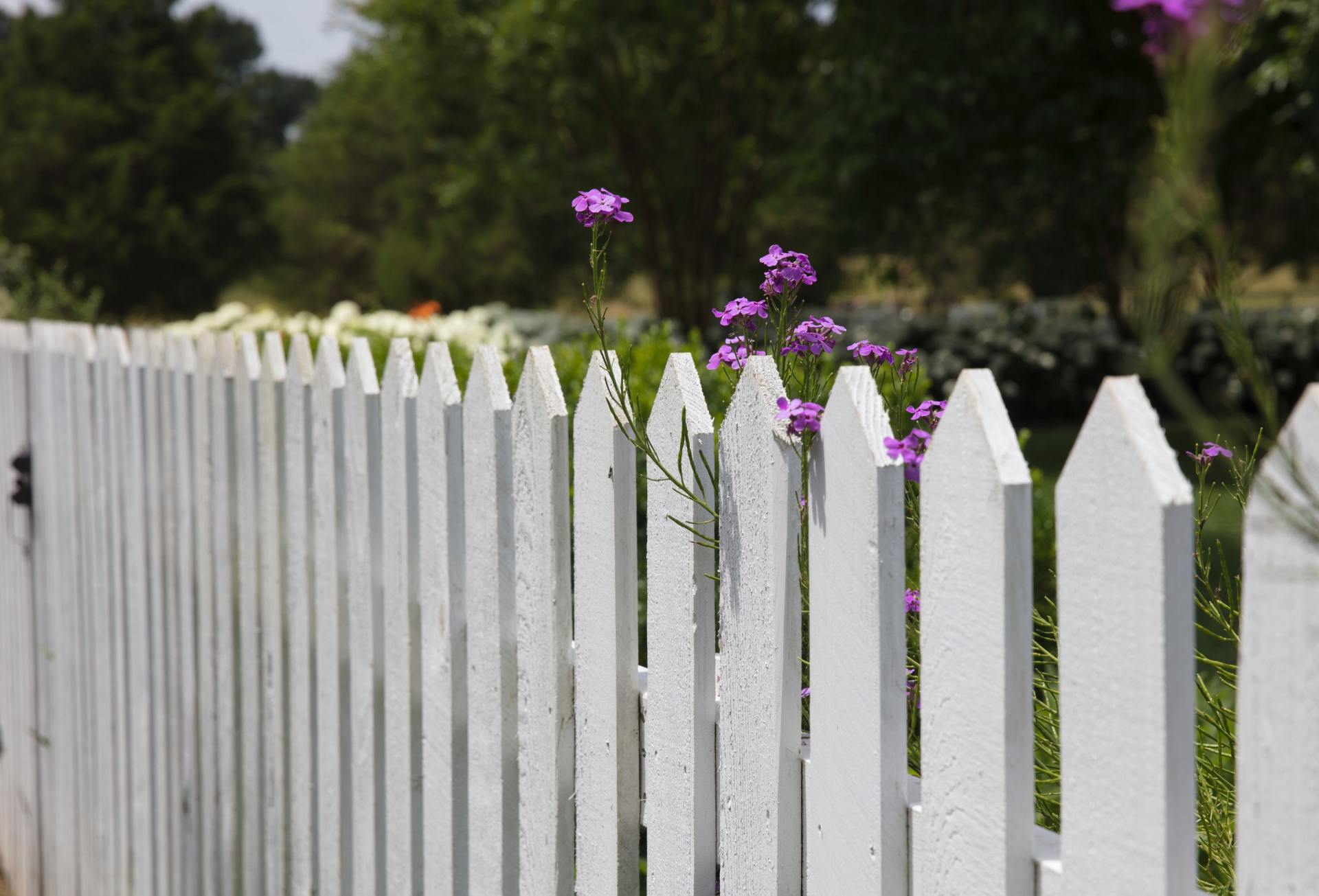 classic white picket fence with purple flowers poking out above