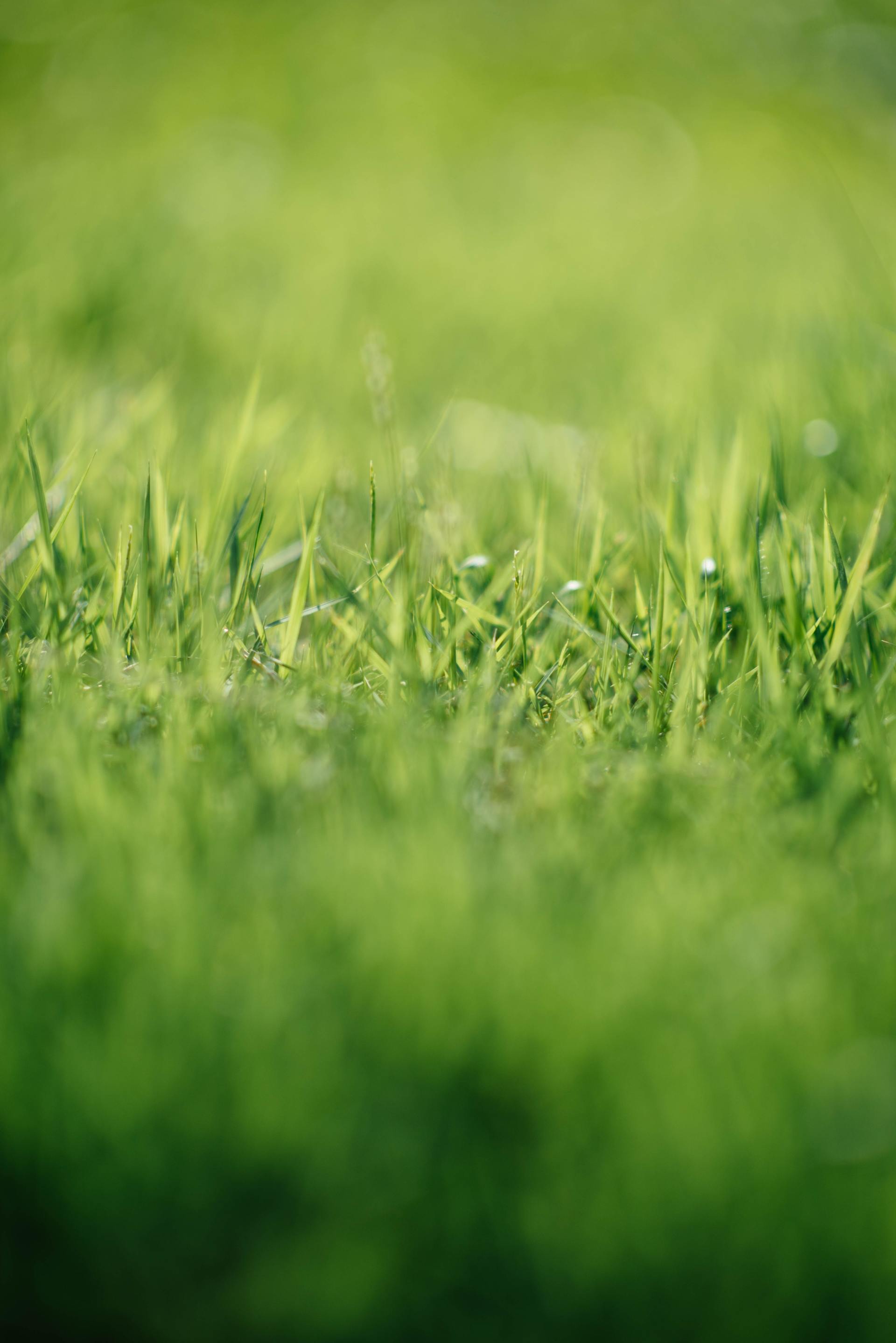 Your Mid-Missouri Lawn Could Be Green & Beautiful With Atkins Professional Lawn Care