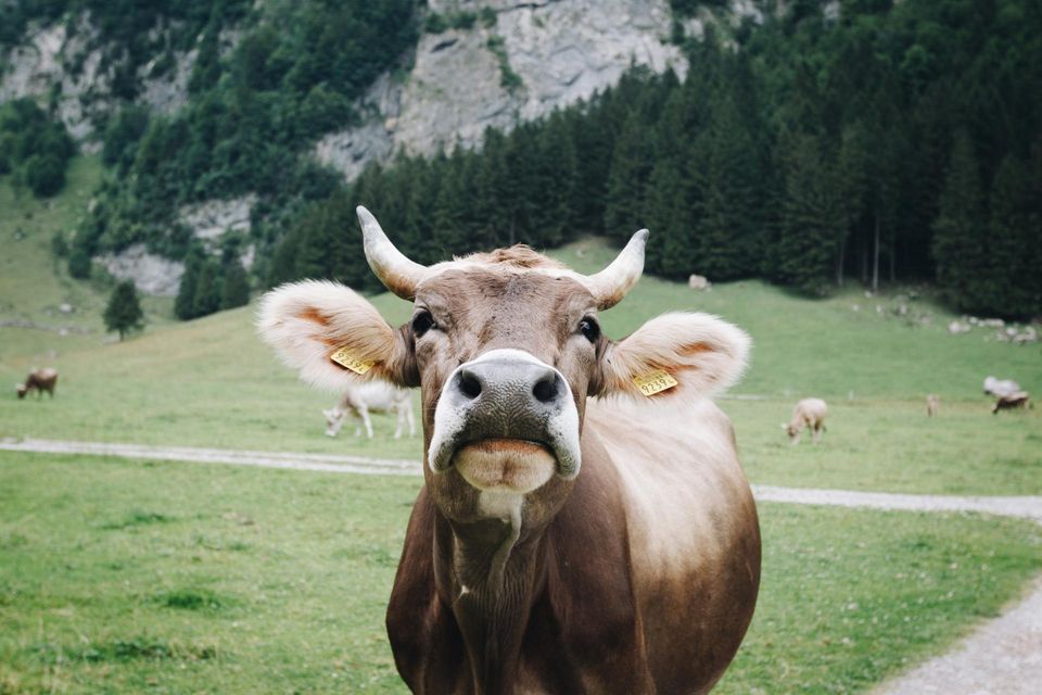 A bull in a rocky field